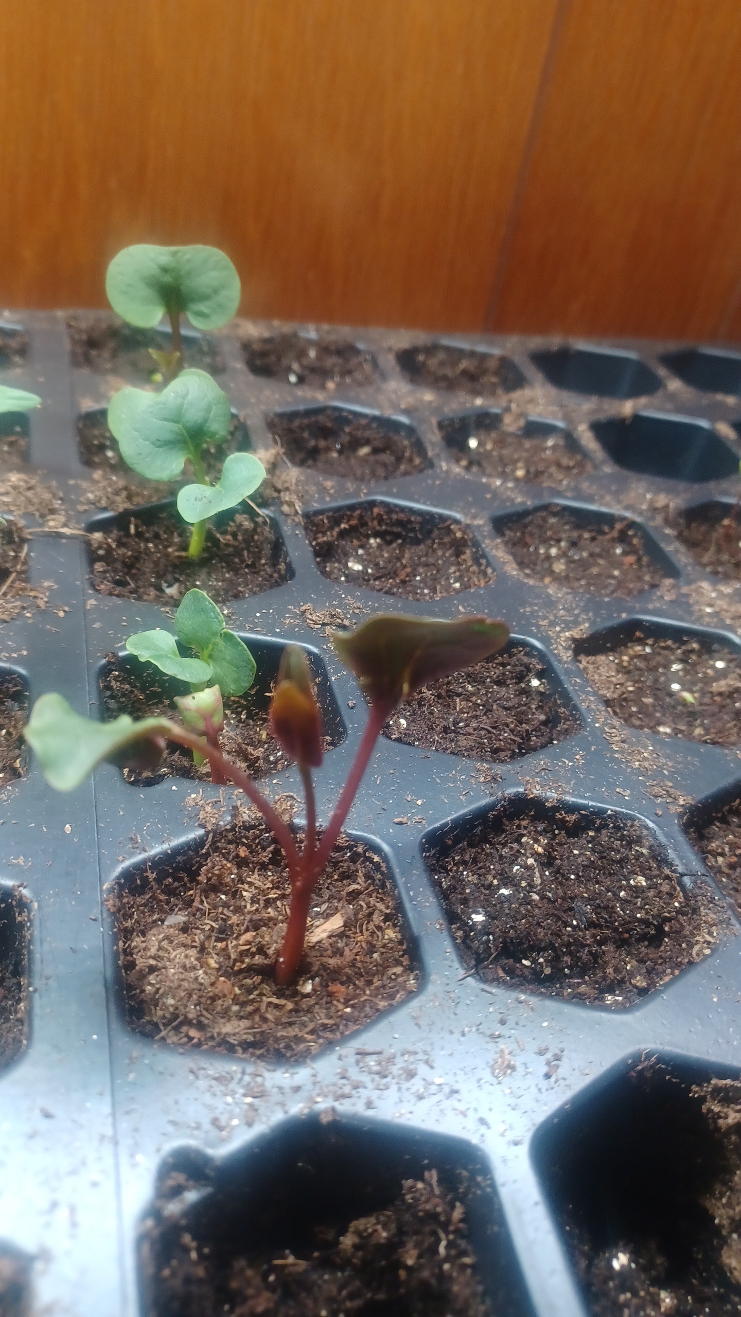 My four o'cl9cks sprouted orange. Is that normal? r/gardening