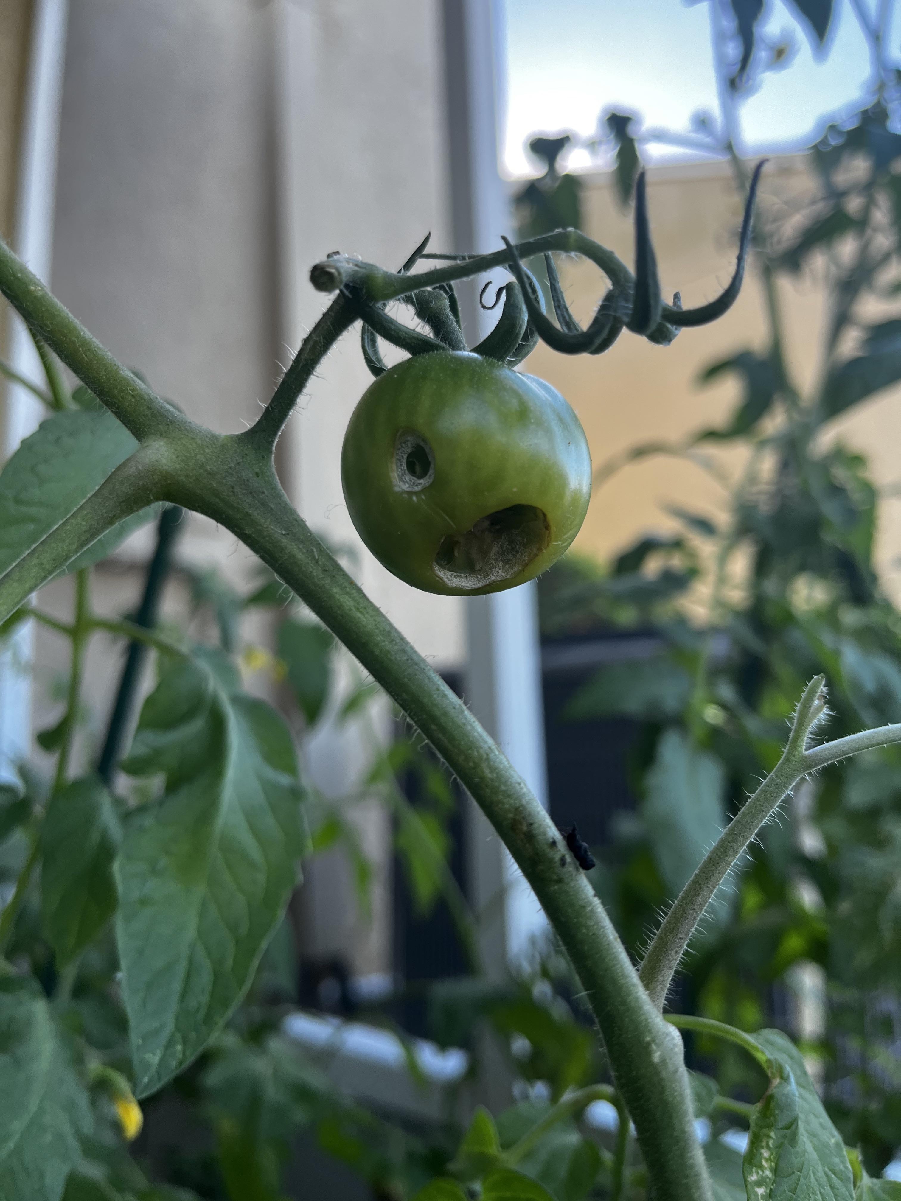 Something is eating my tomatoes and the plants leaves, I have spent a