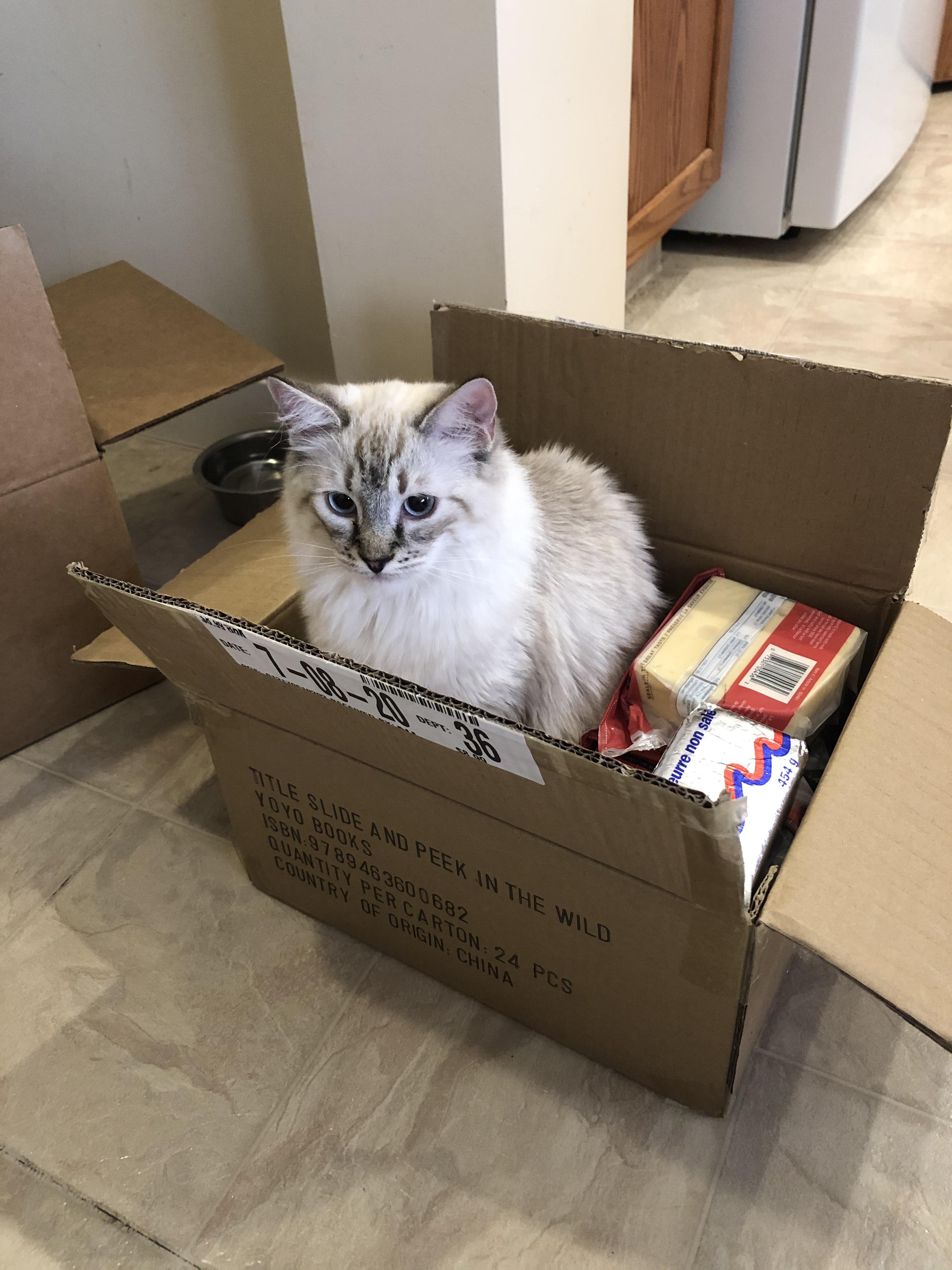 Successful Costco trip r/cats