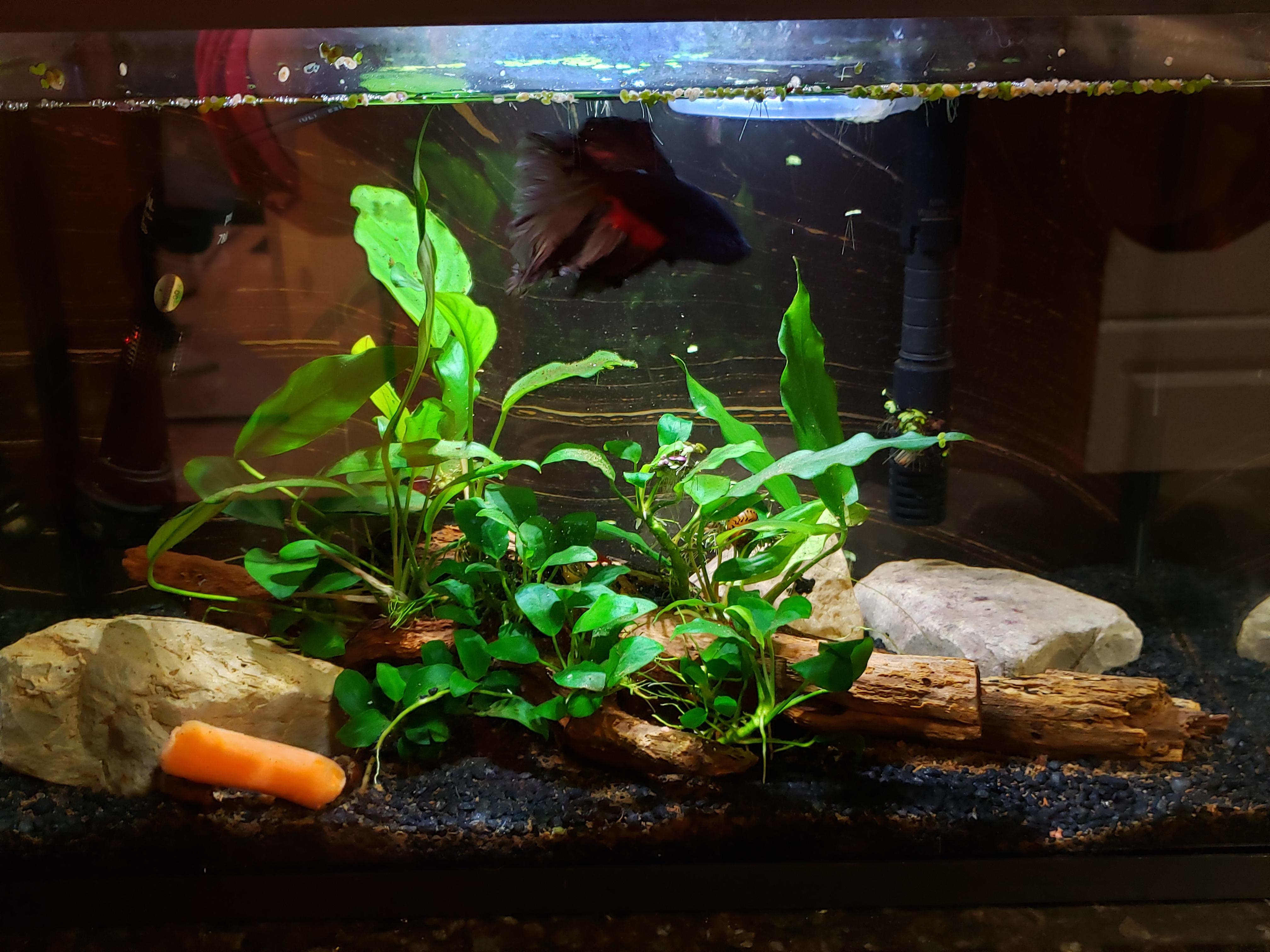 My 5 gallon betta tank with cherry shrimp and nerite snails. All