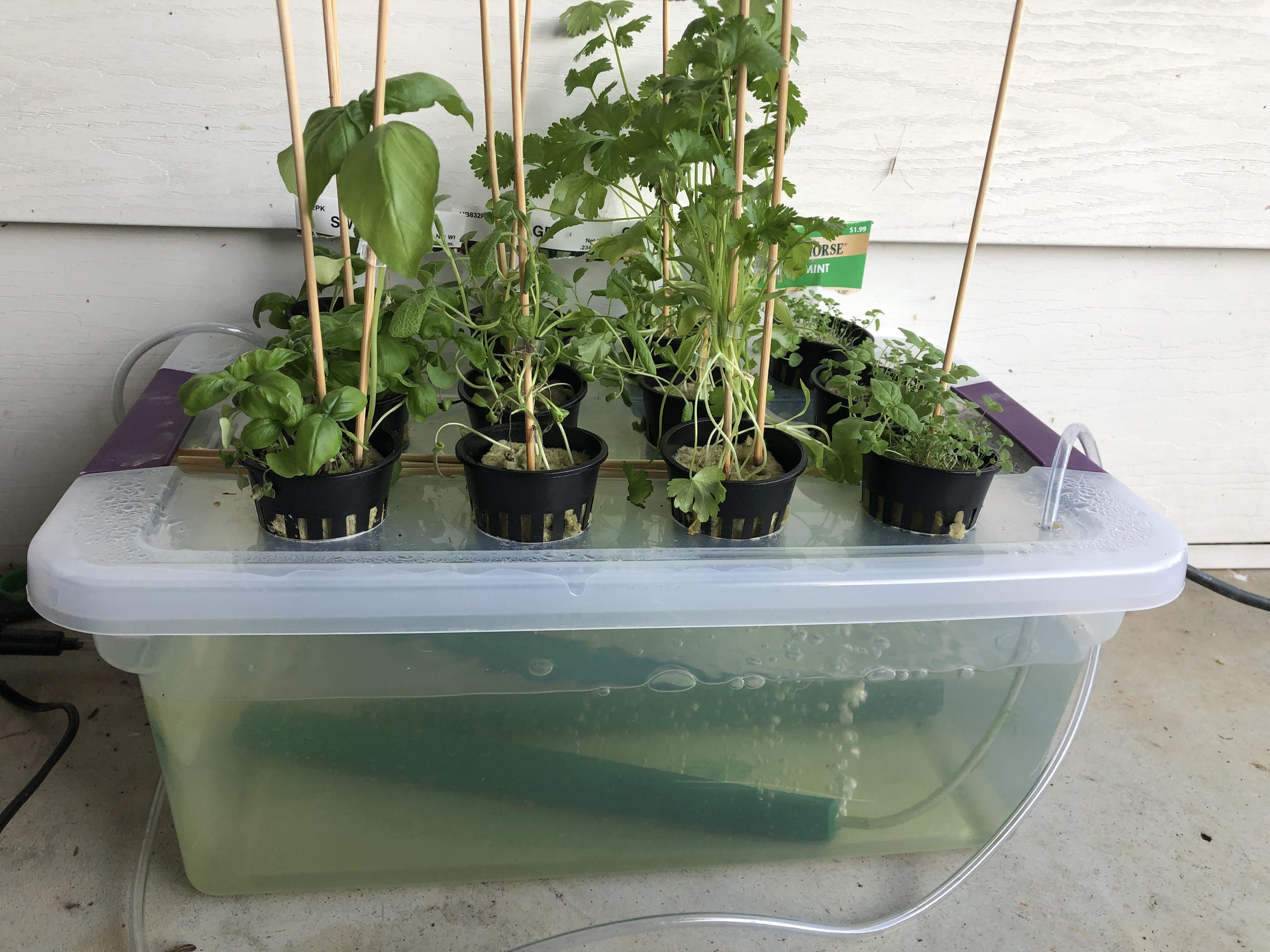 Dabbling in hydroponics with this little herb garden Hydroponics