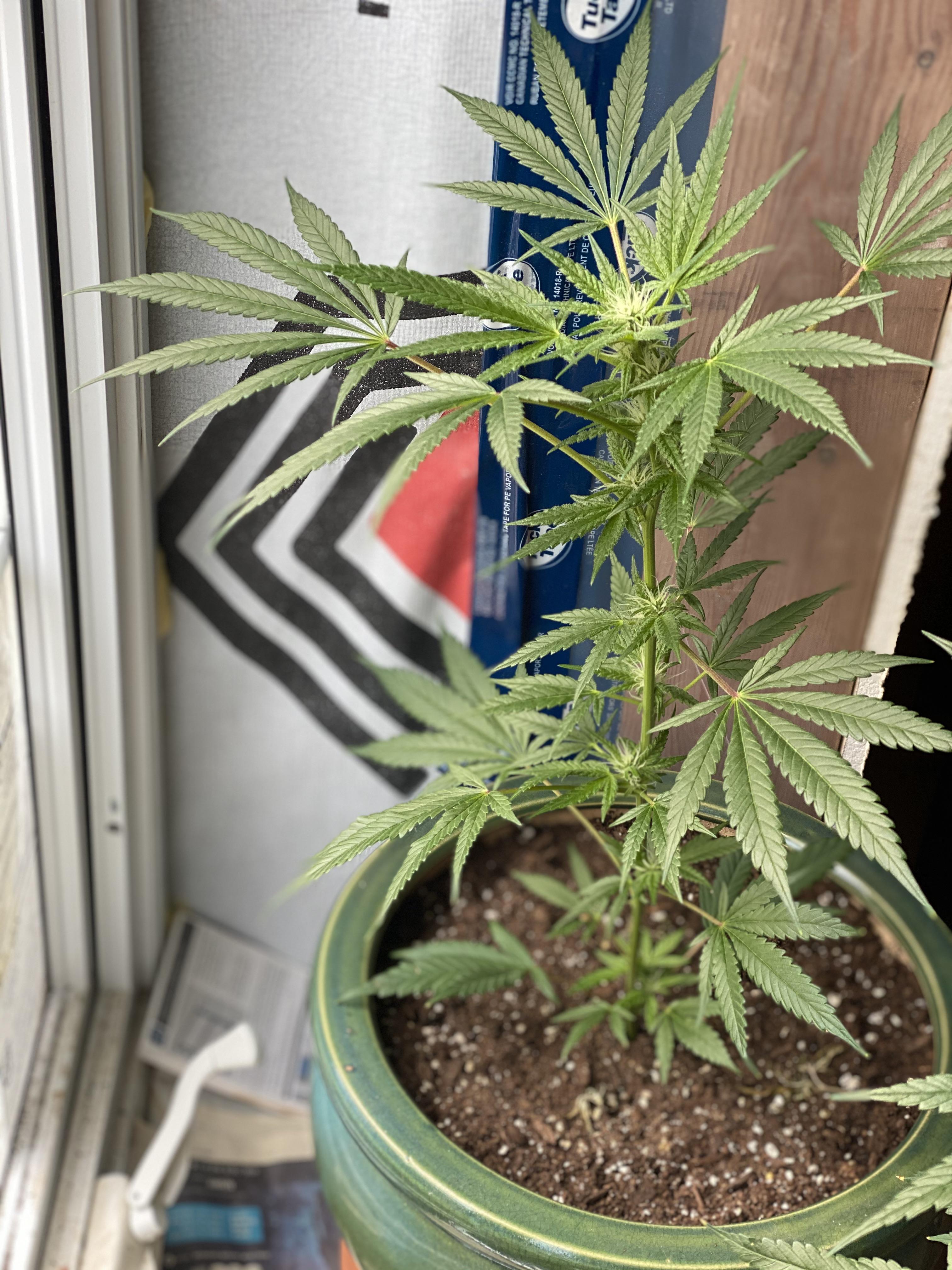 Topping Outdoor Plants? White Montage about to head