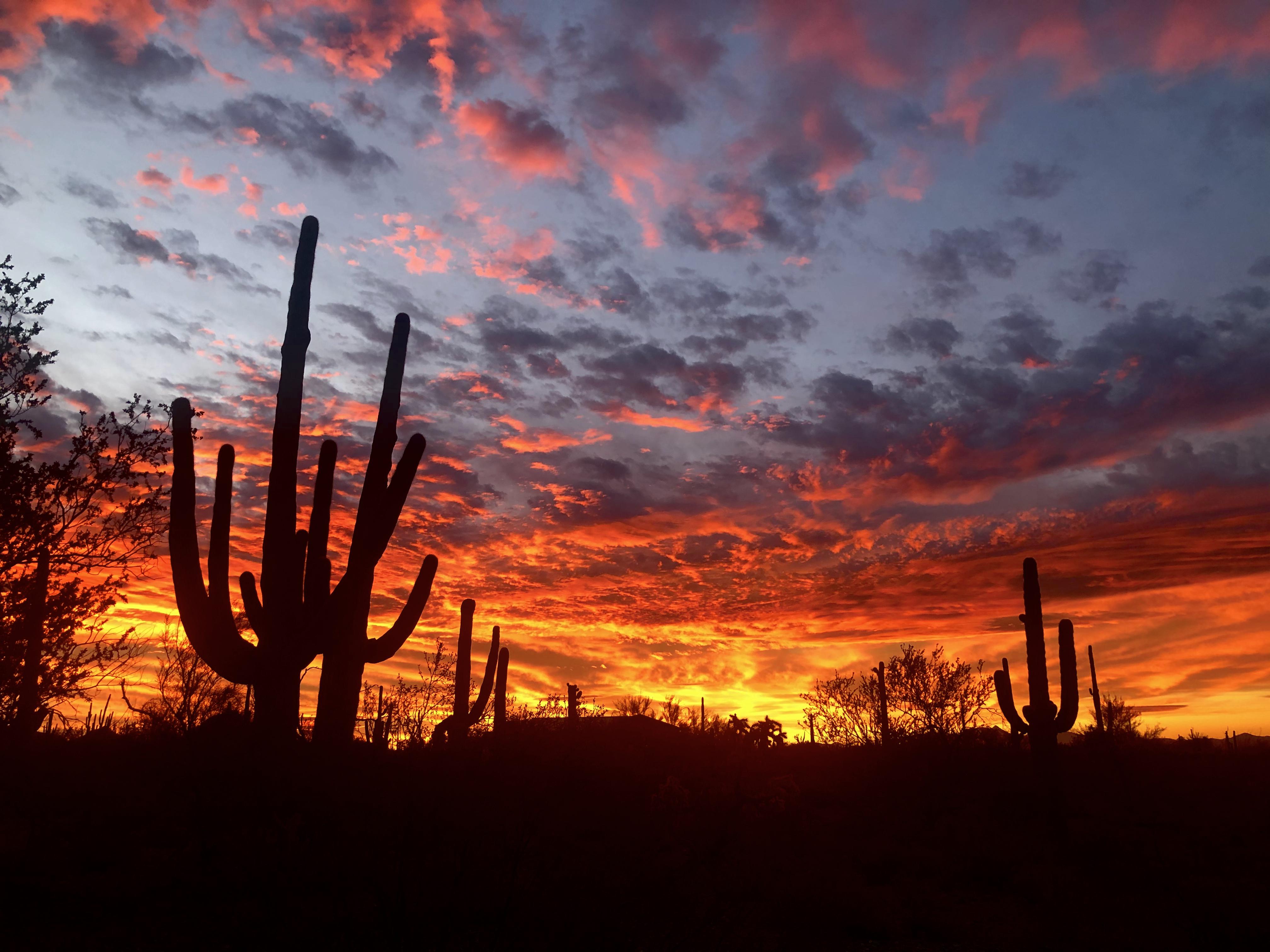 Tucson Mountain Park Sunrise r/Tucson