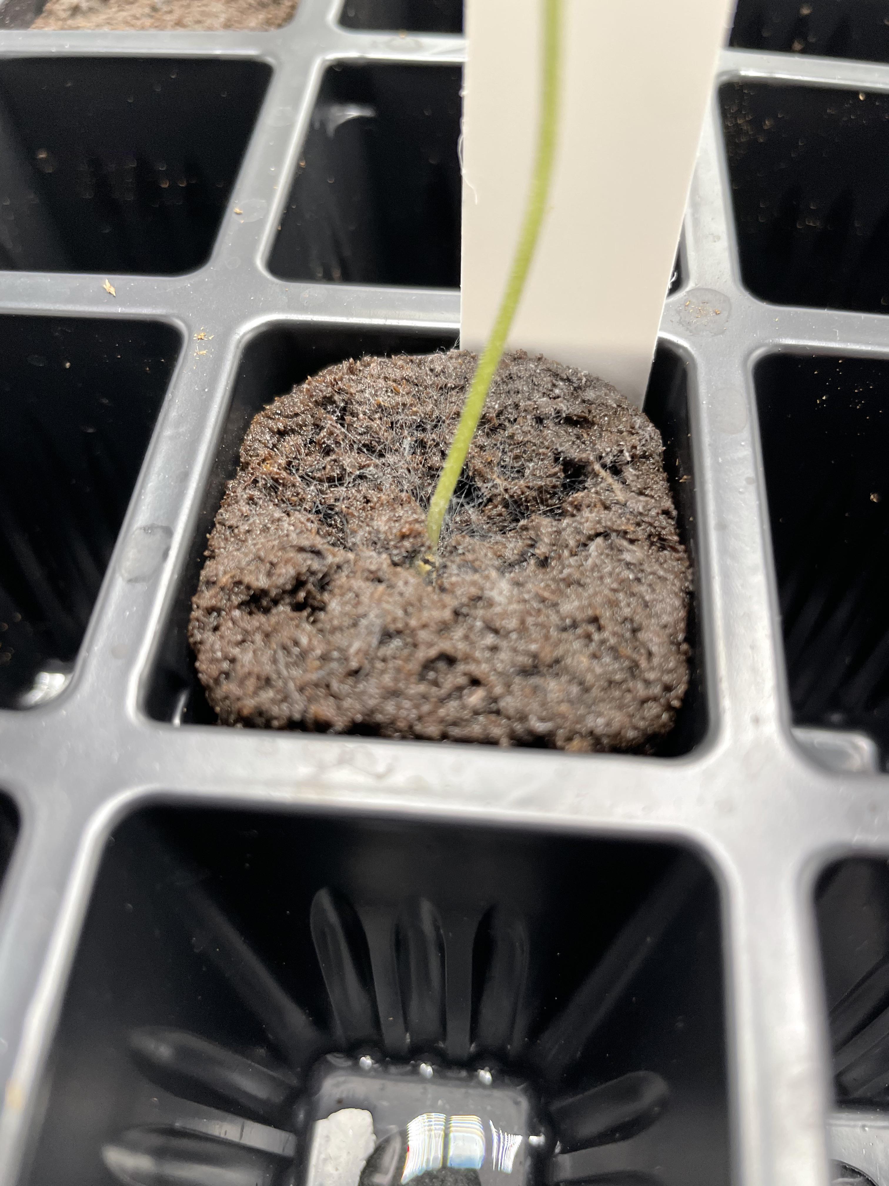 Is this mold? I have some seedlings in root riot pods that sprouted 3