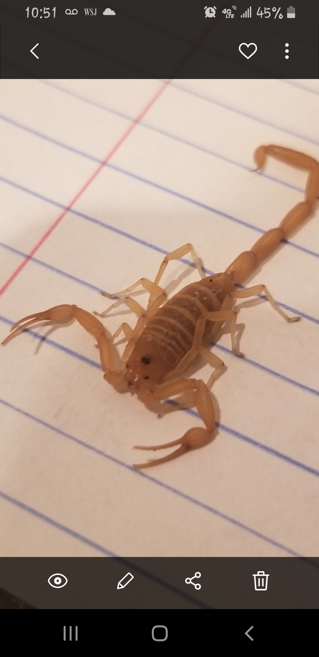 I live in Las Vegas, is this an arizona bark scorpion