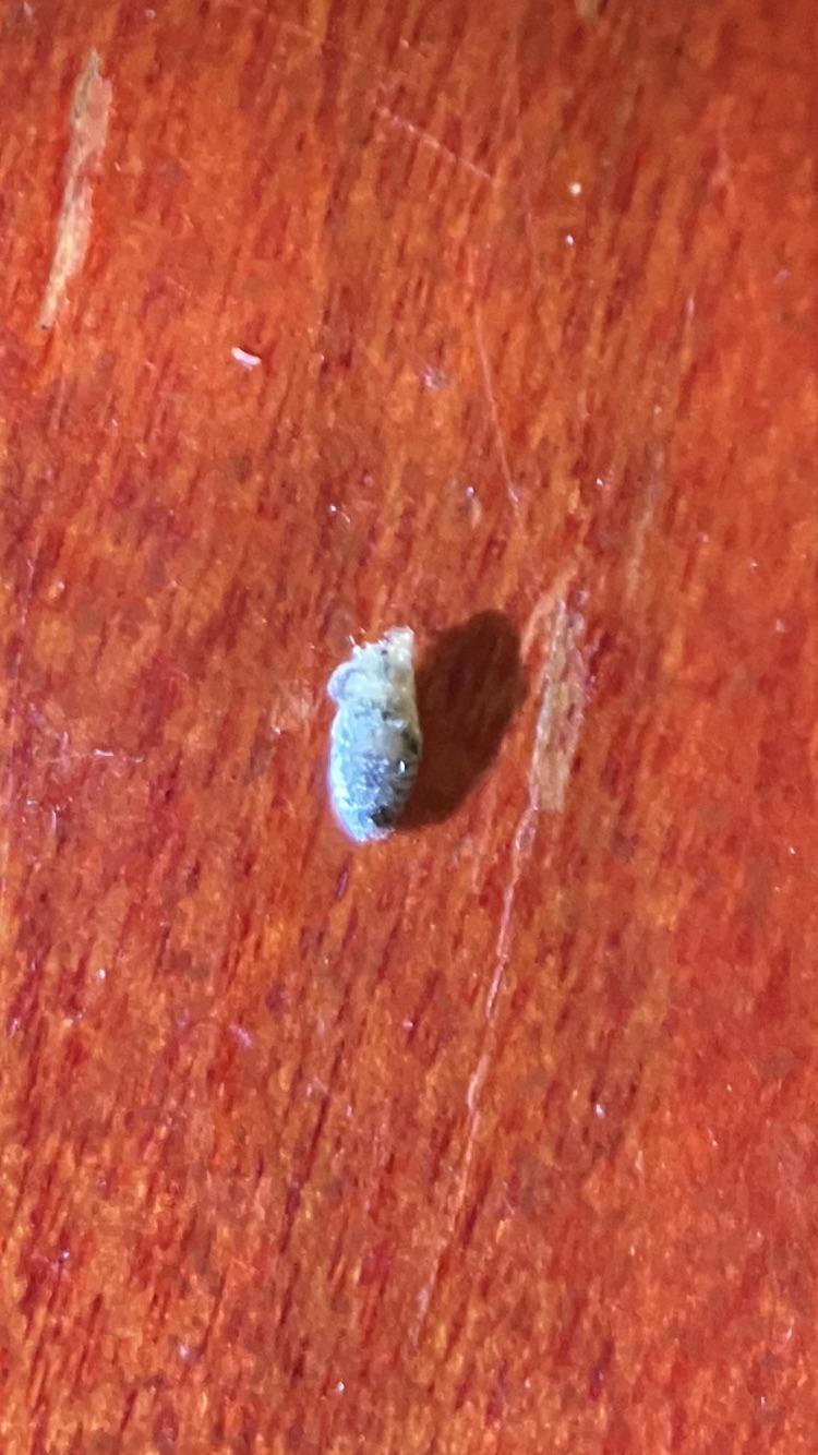 Is this a dead bed bug/shell? r/Bedbugs