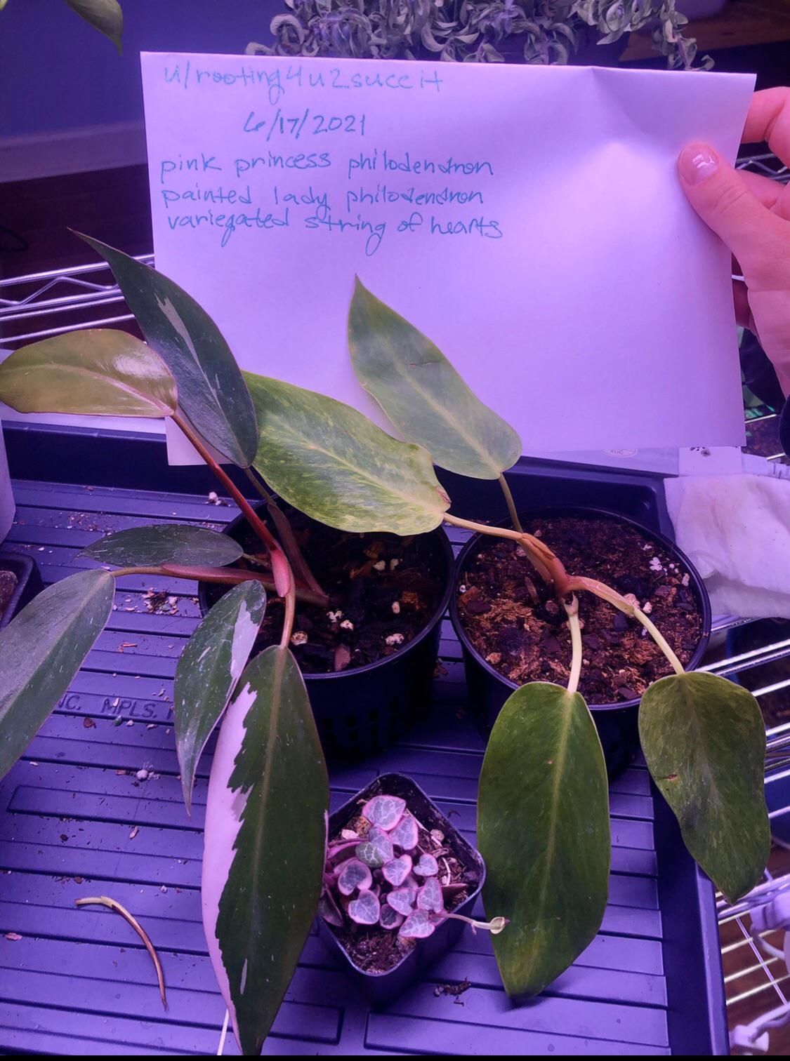 USA Have Pink Princess Philo, Painted Lady Philo, and VSOH. ISO