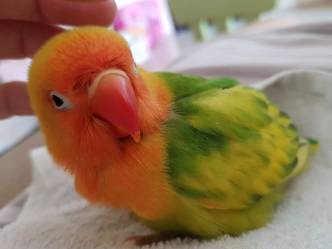 Just got a baby lovebird!Name ideas?🤗 r/Lovebirds
