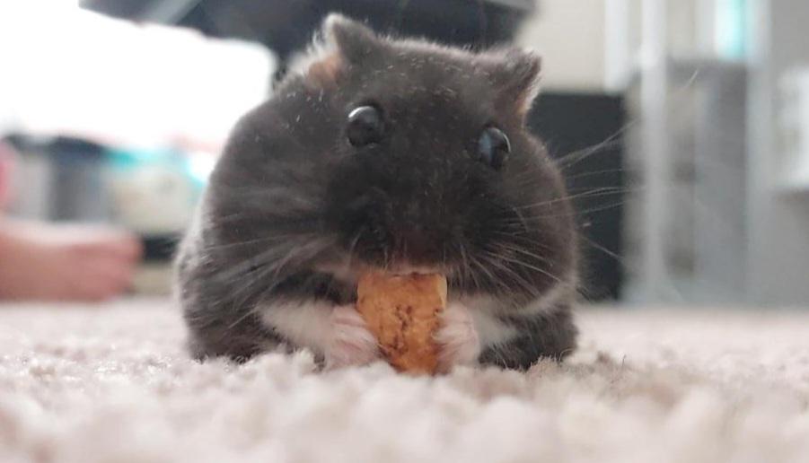 How to trim hamster nails? r/hamsters