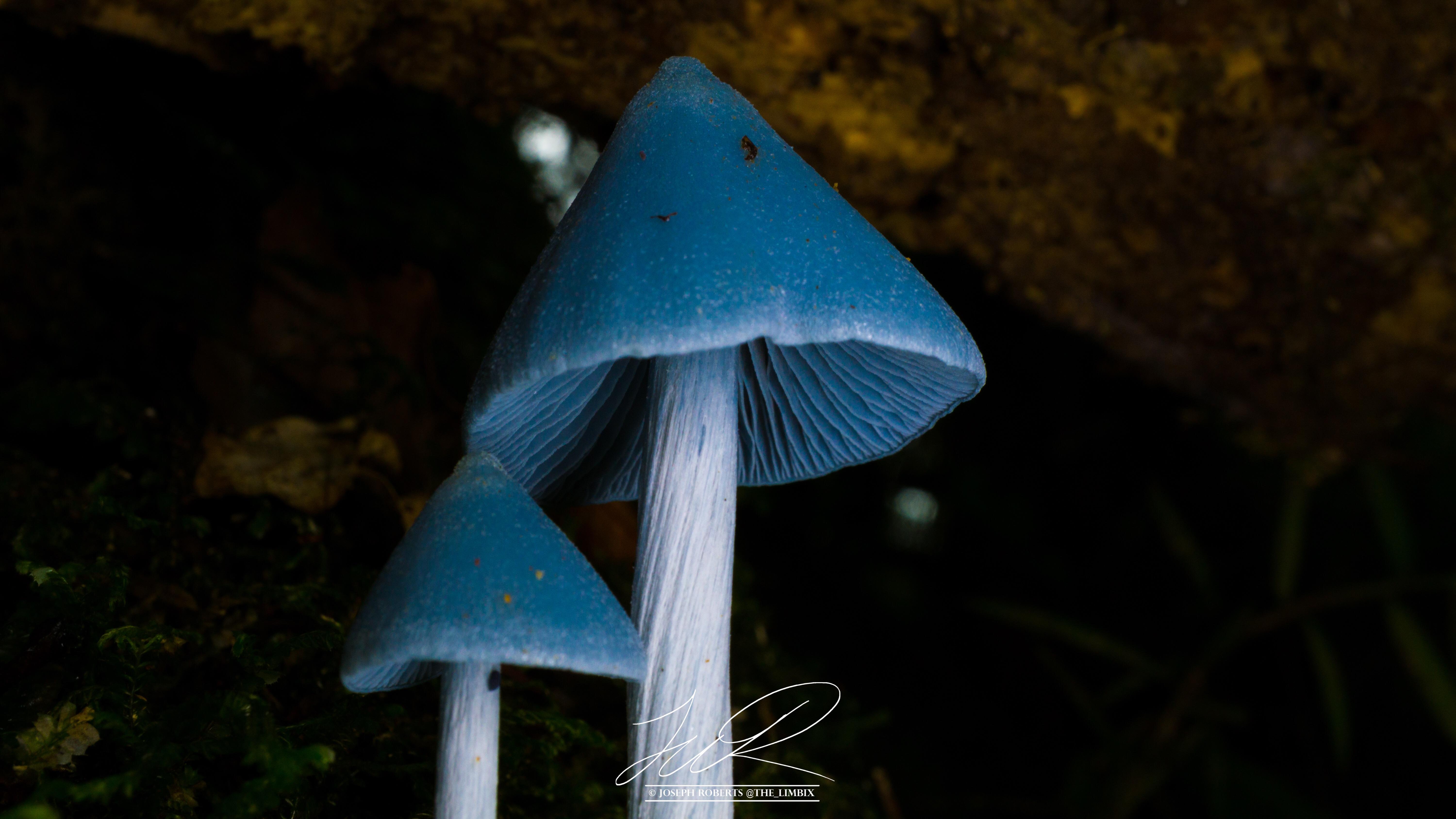 blue entoloma Reddit post and comment search SocialGrep
