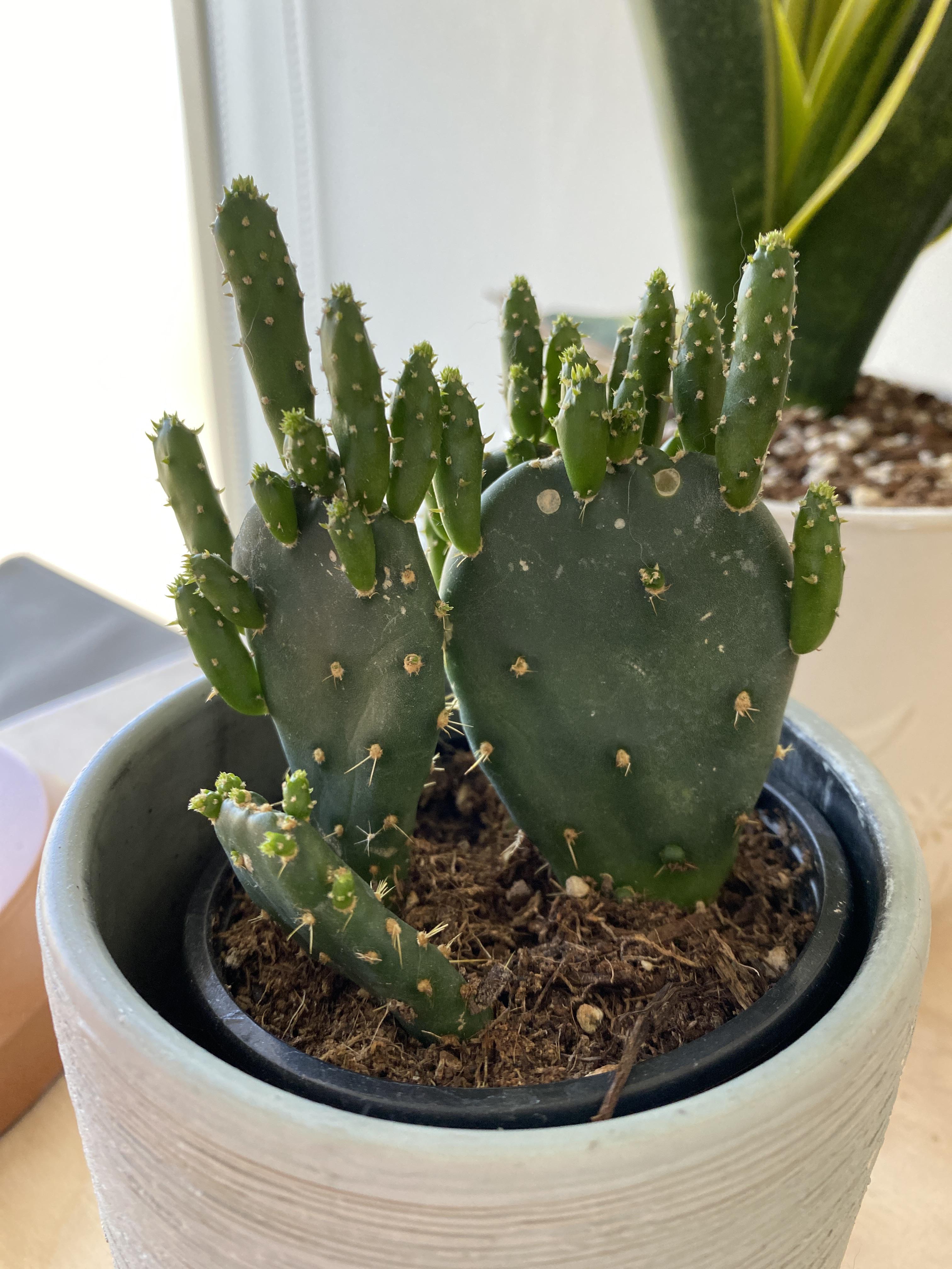 IKEA cactus has so many pups and I need tips. r/cactus