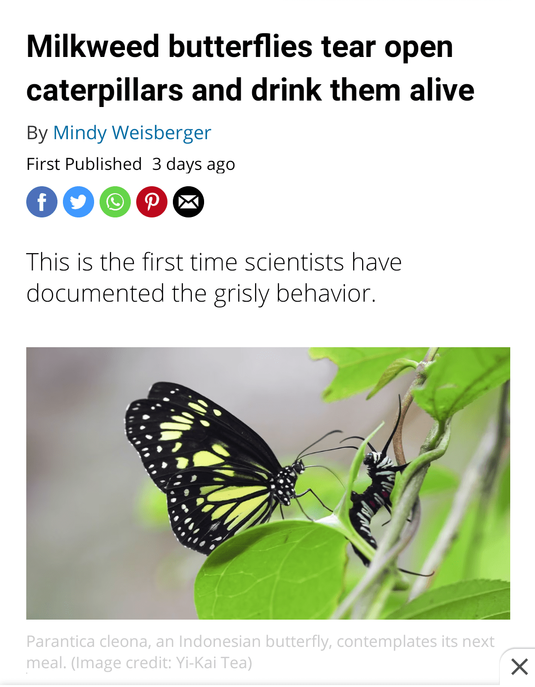 Male butterfly's are vicious.