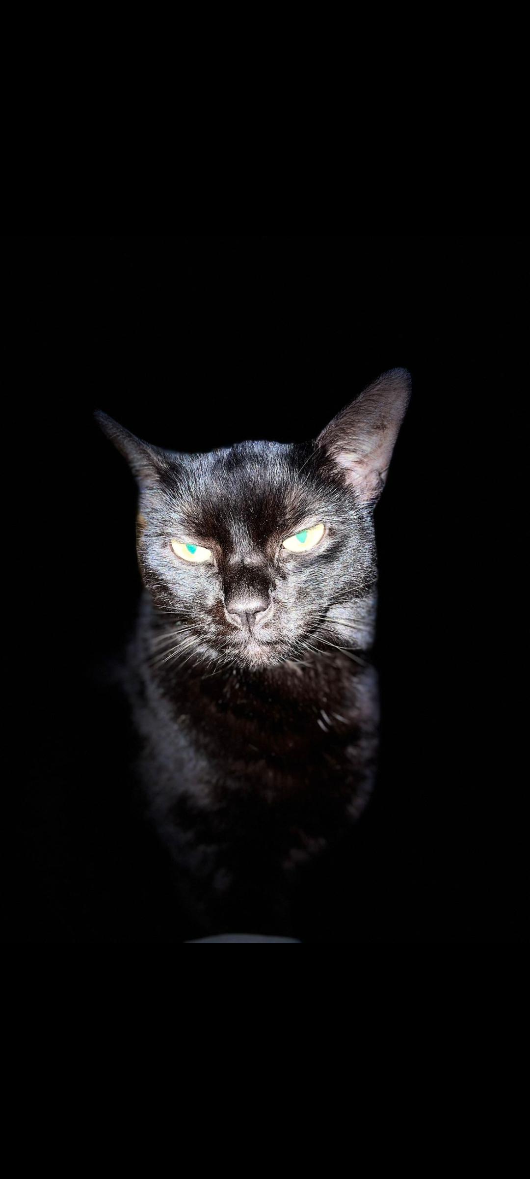 blackie chan Reddit post and comment search SocialGrep