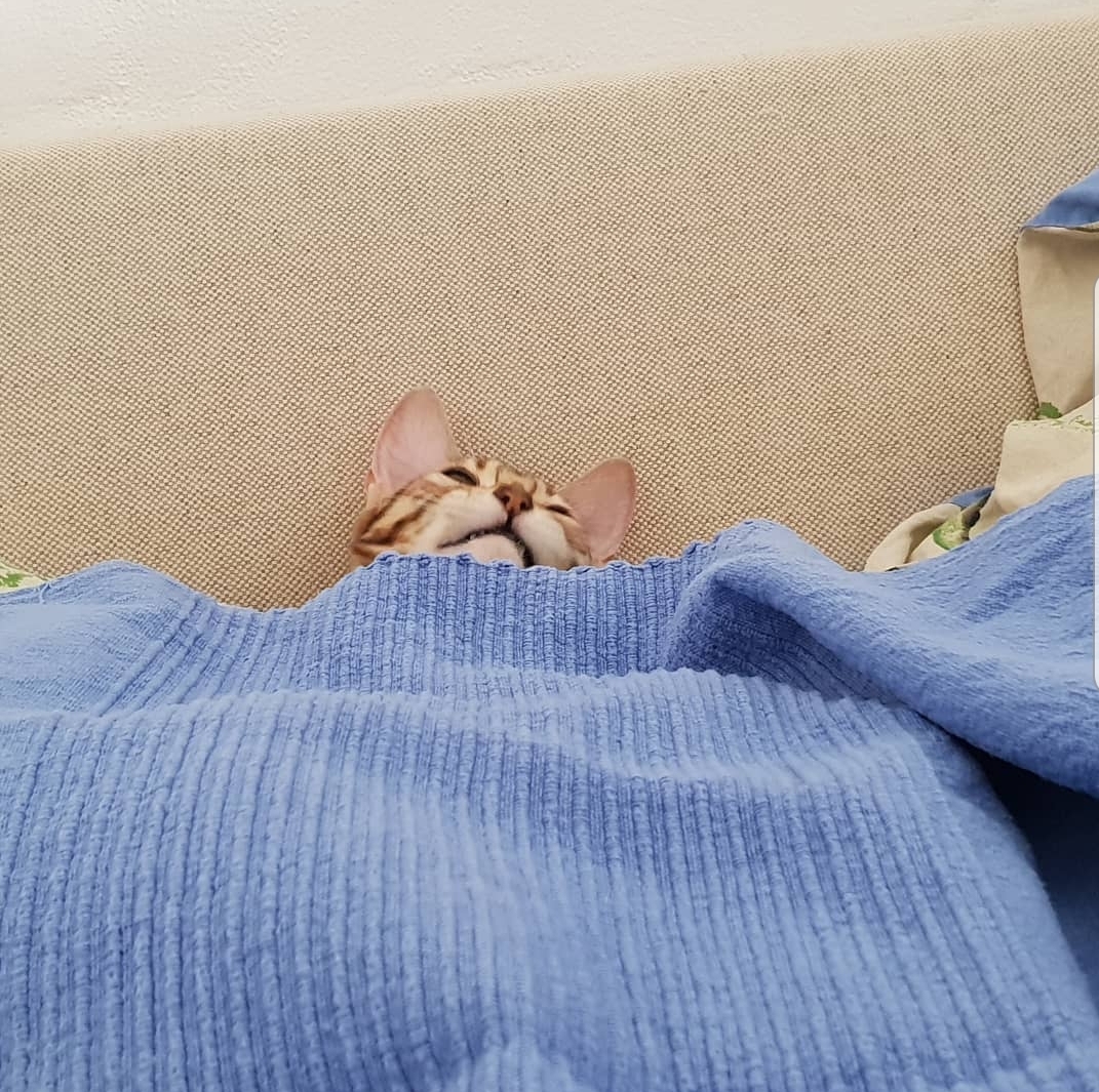 My cat got stuck... r/aww