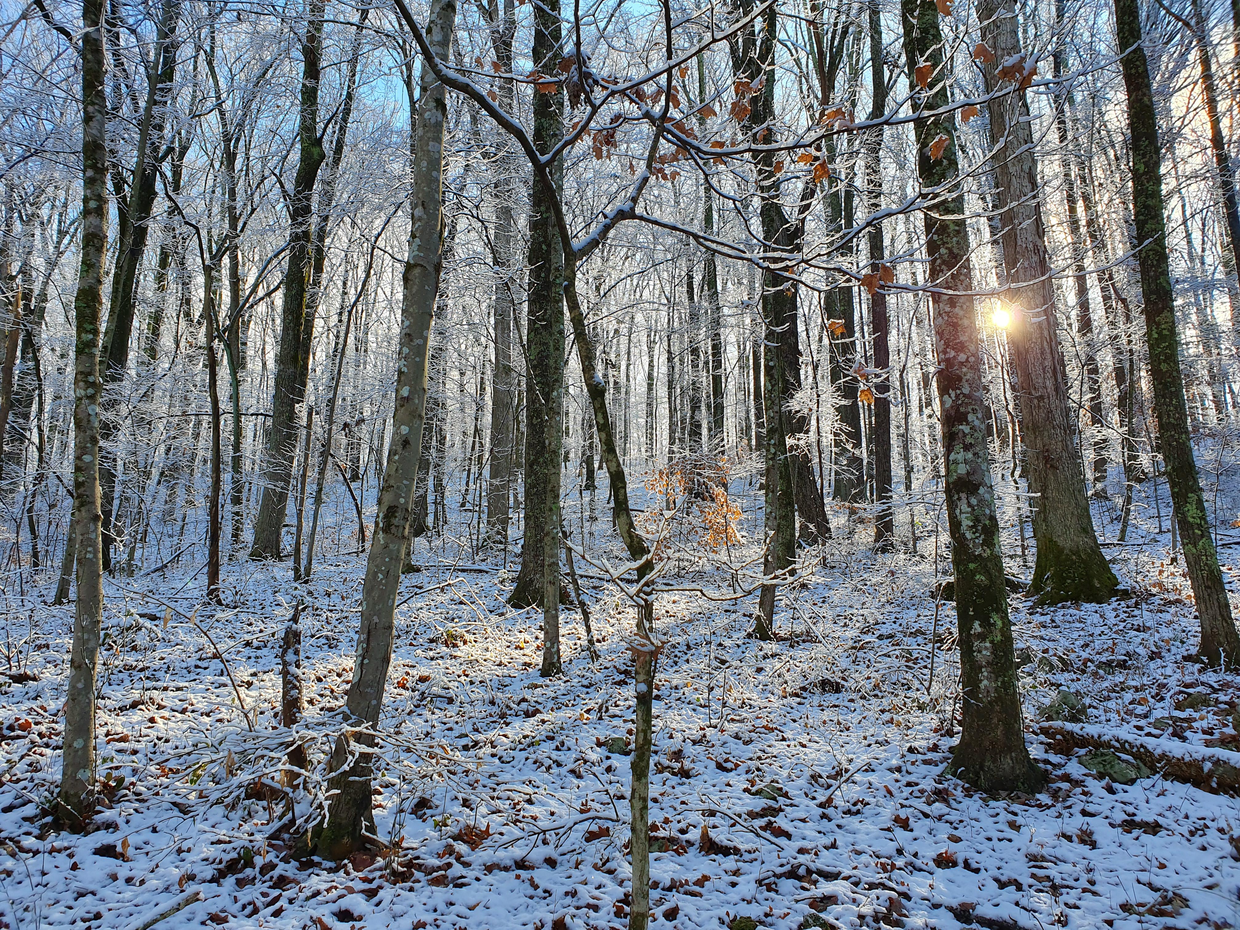 Through the trees winterporn