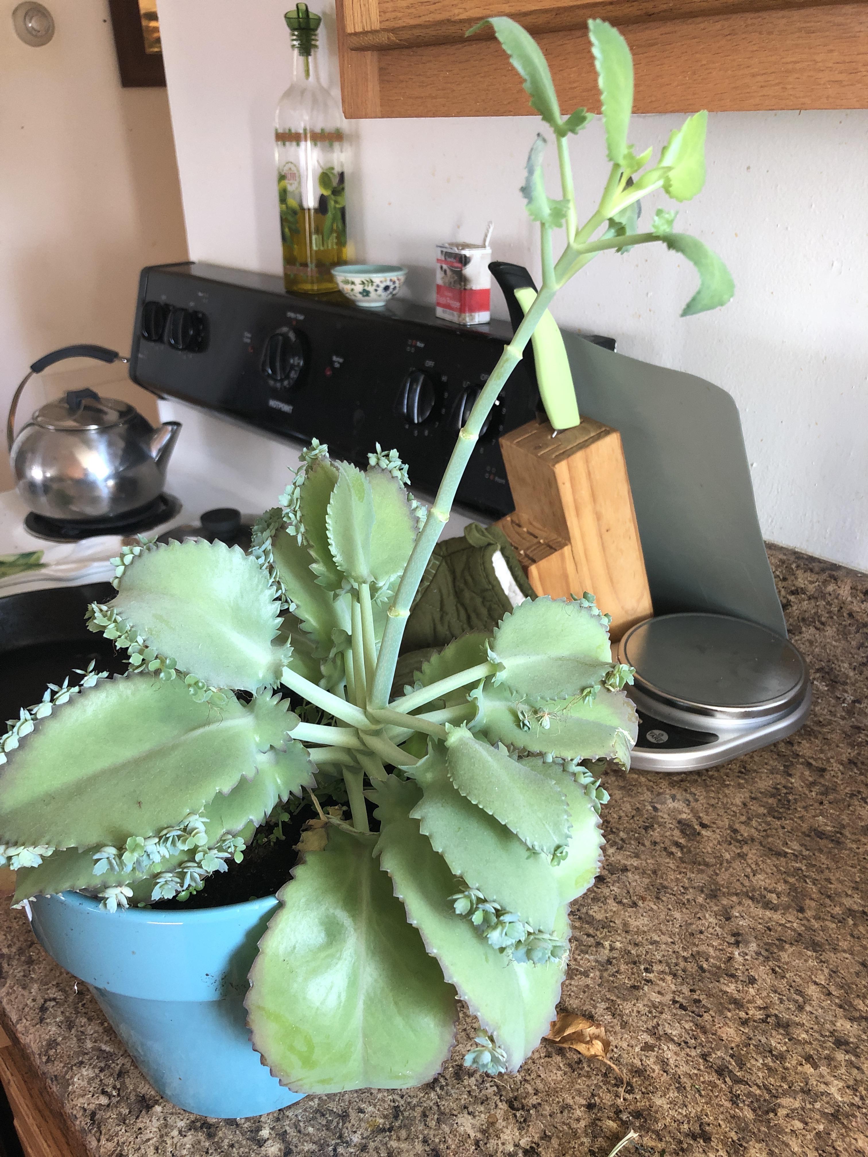How to prune this Mother of Thousands? r/houseplants