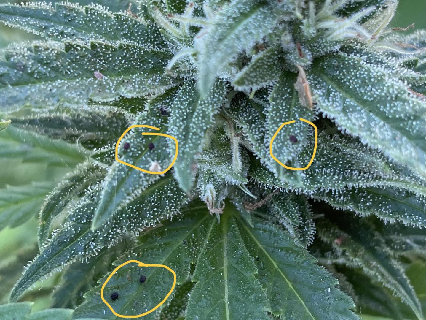 Is this caterpillar poop? If not, what? r/cannabiscultivation