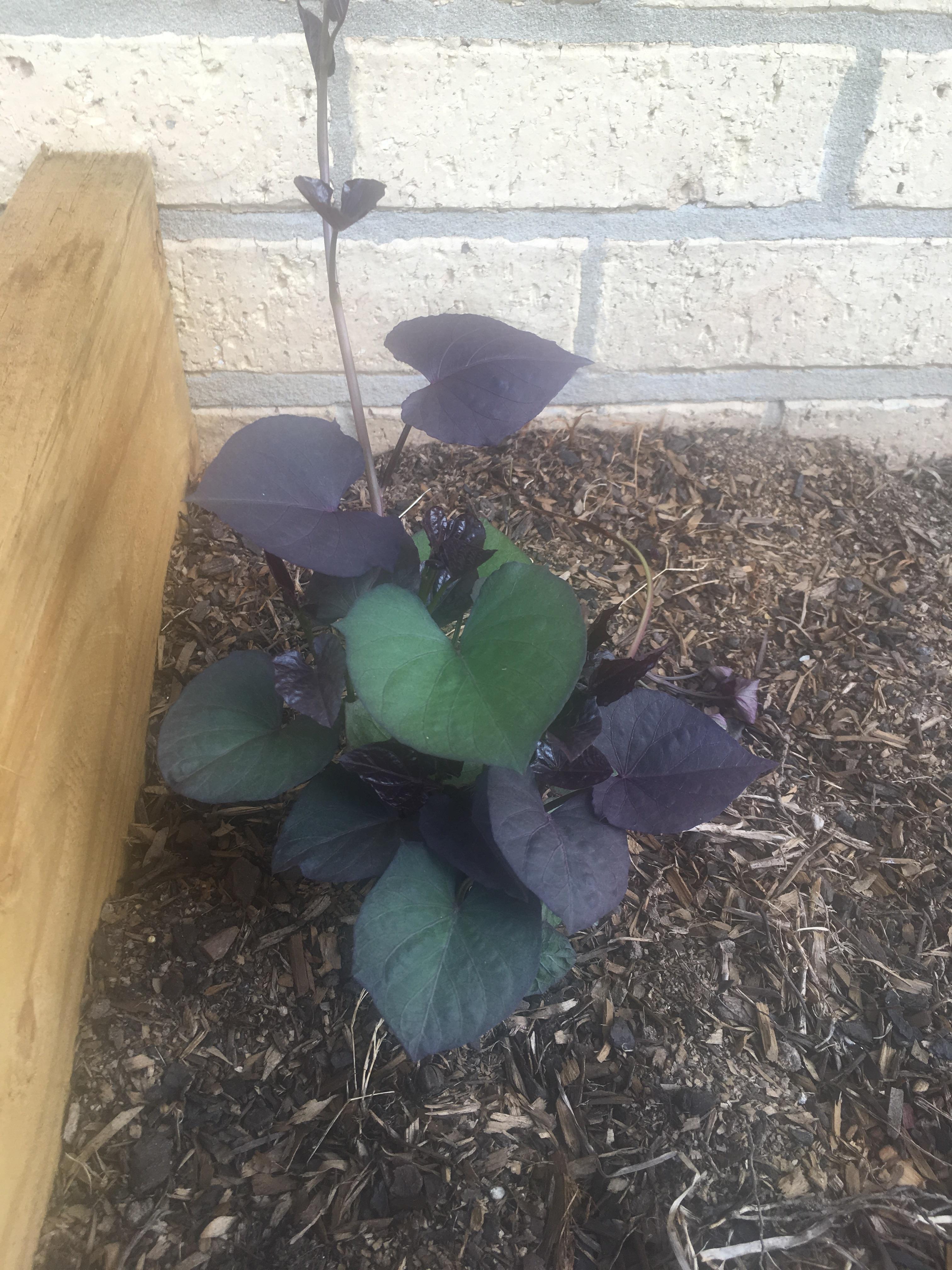 [NSW, Australia] Found a sweet potato growing in my pantry and decided