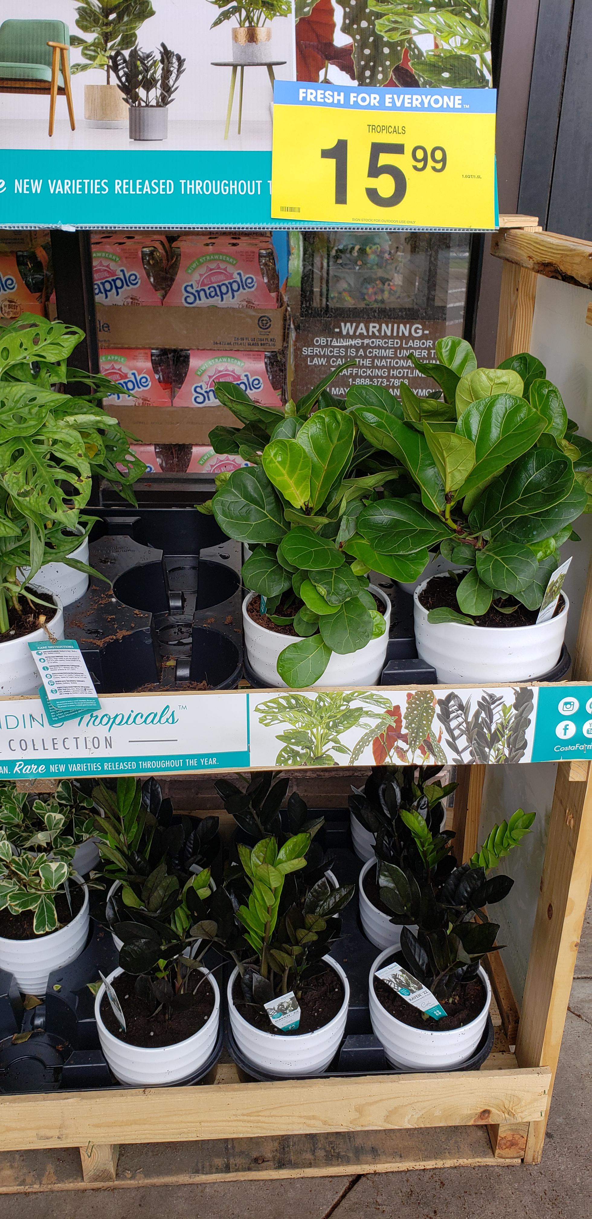 Great plants and nice pot at Kroger in H Town. Yeap, I bought a Raven