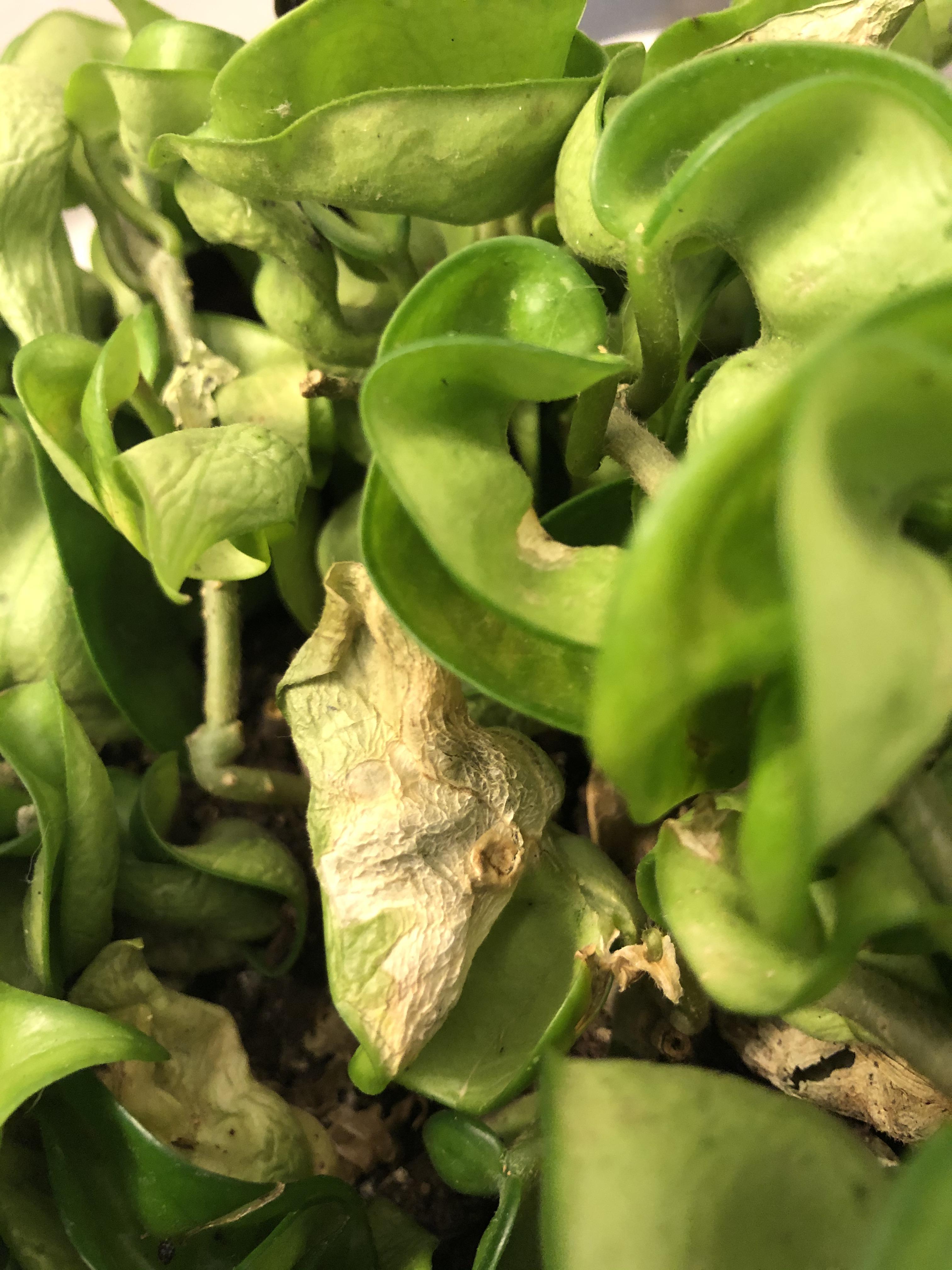 Help! Plants slowly dying one by one, sane symptoms, like little air