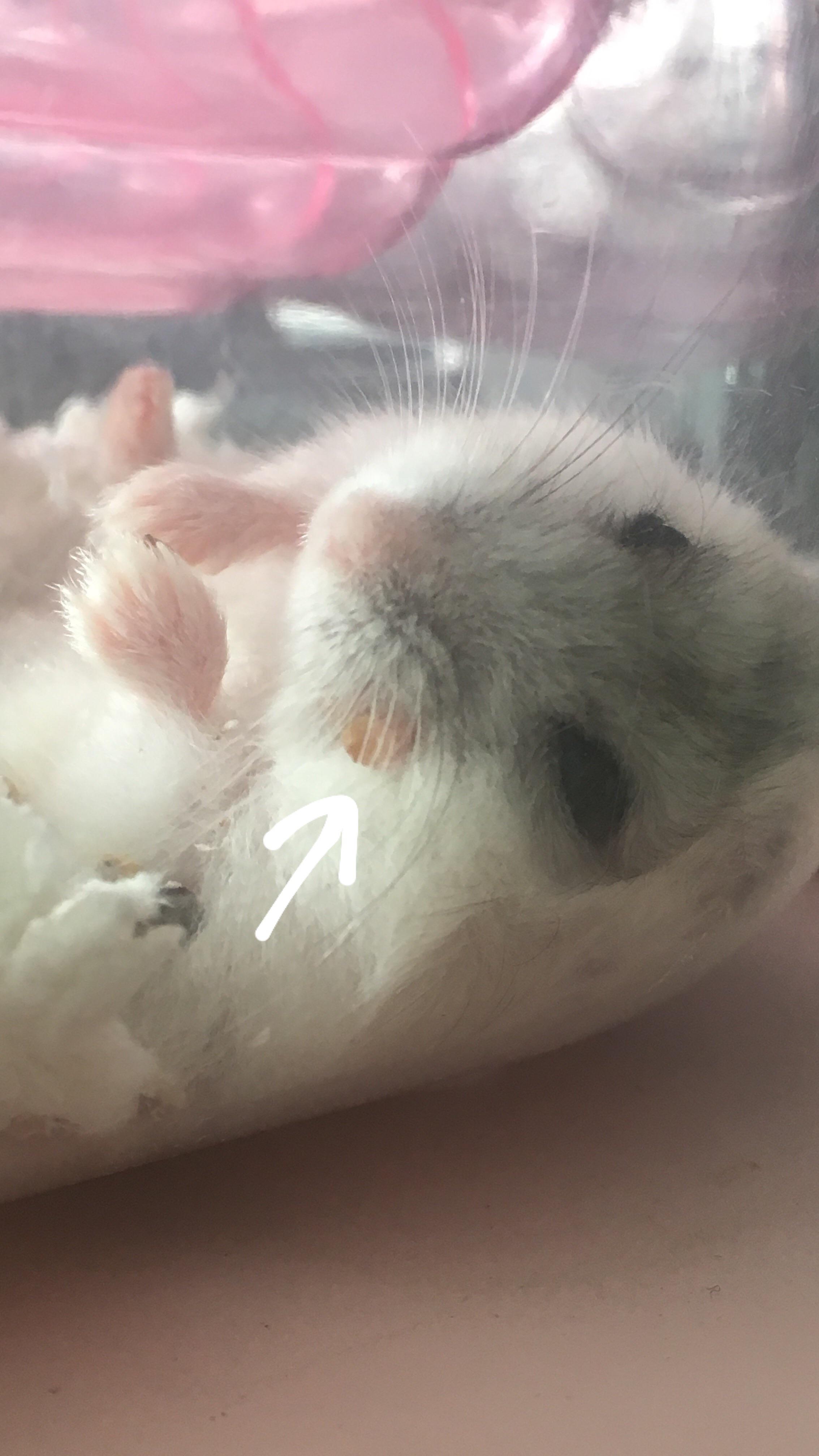 Large pimple/cyst on my hamster's cheek ( is it normal and will it