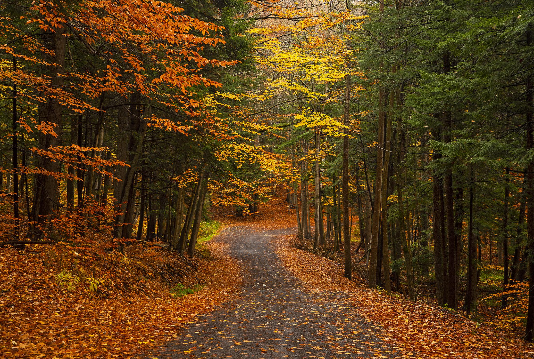 Whiskey Hollow Nature Preserve Van Buren. Still some color left