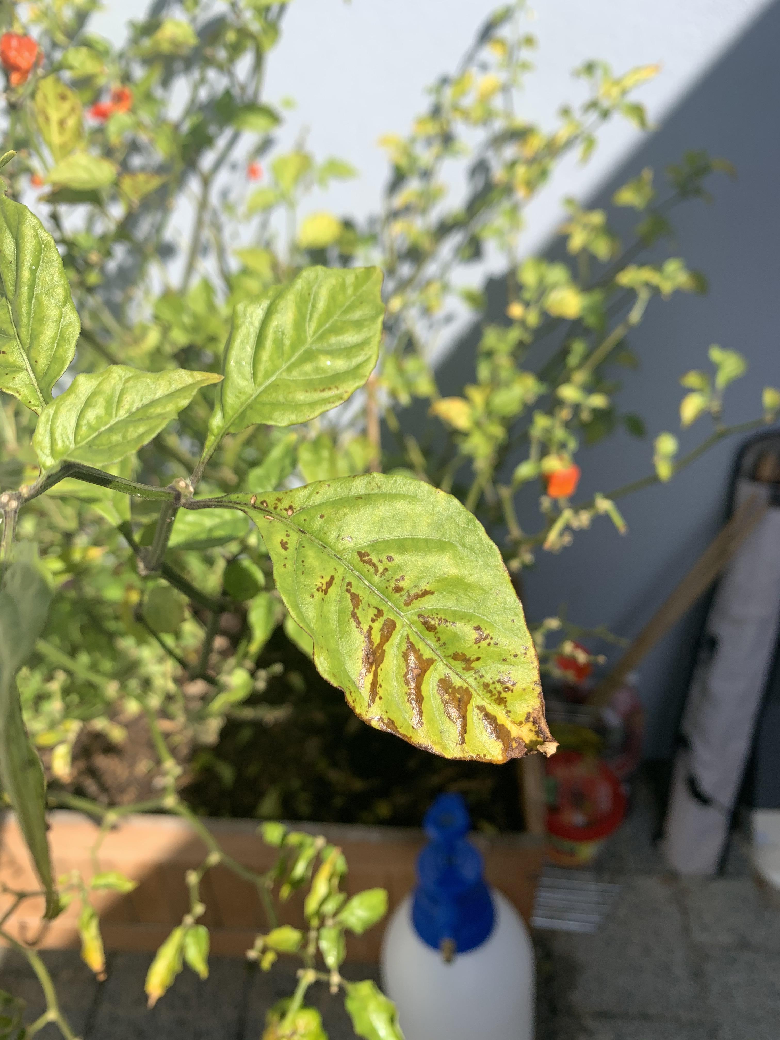 Anyone have any idea whats happening to my carolina reaper plant