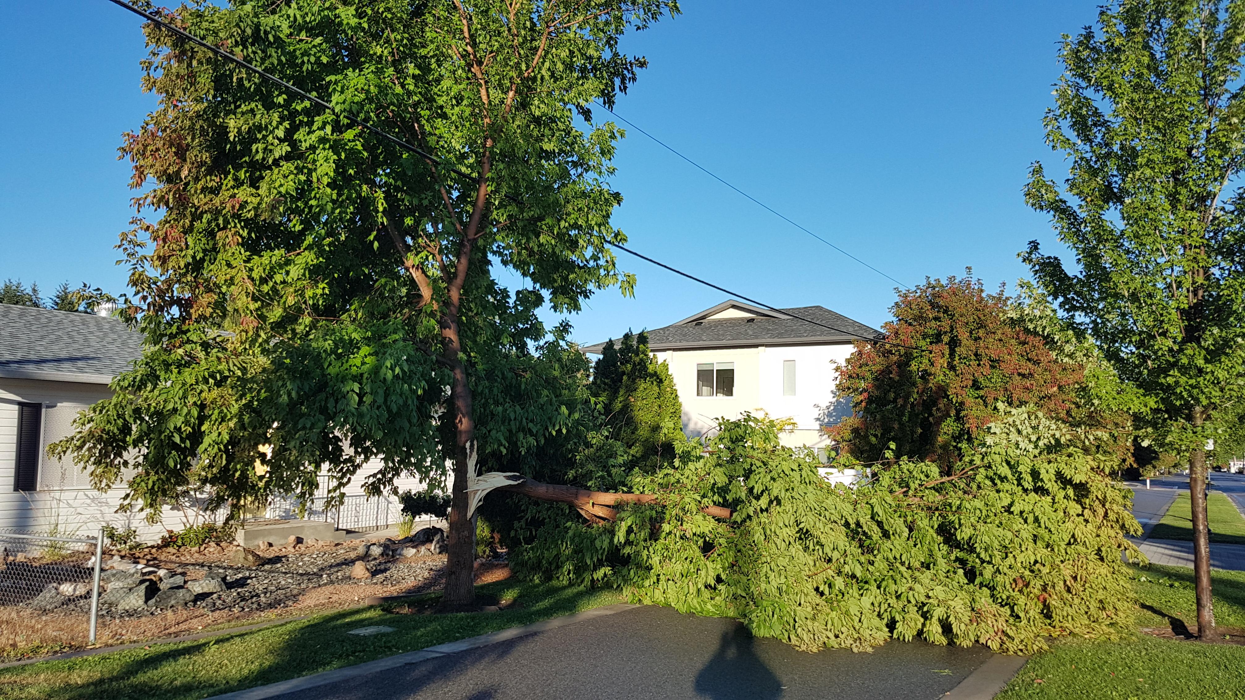 A split tree from last night's storm r/kelowna