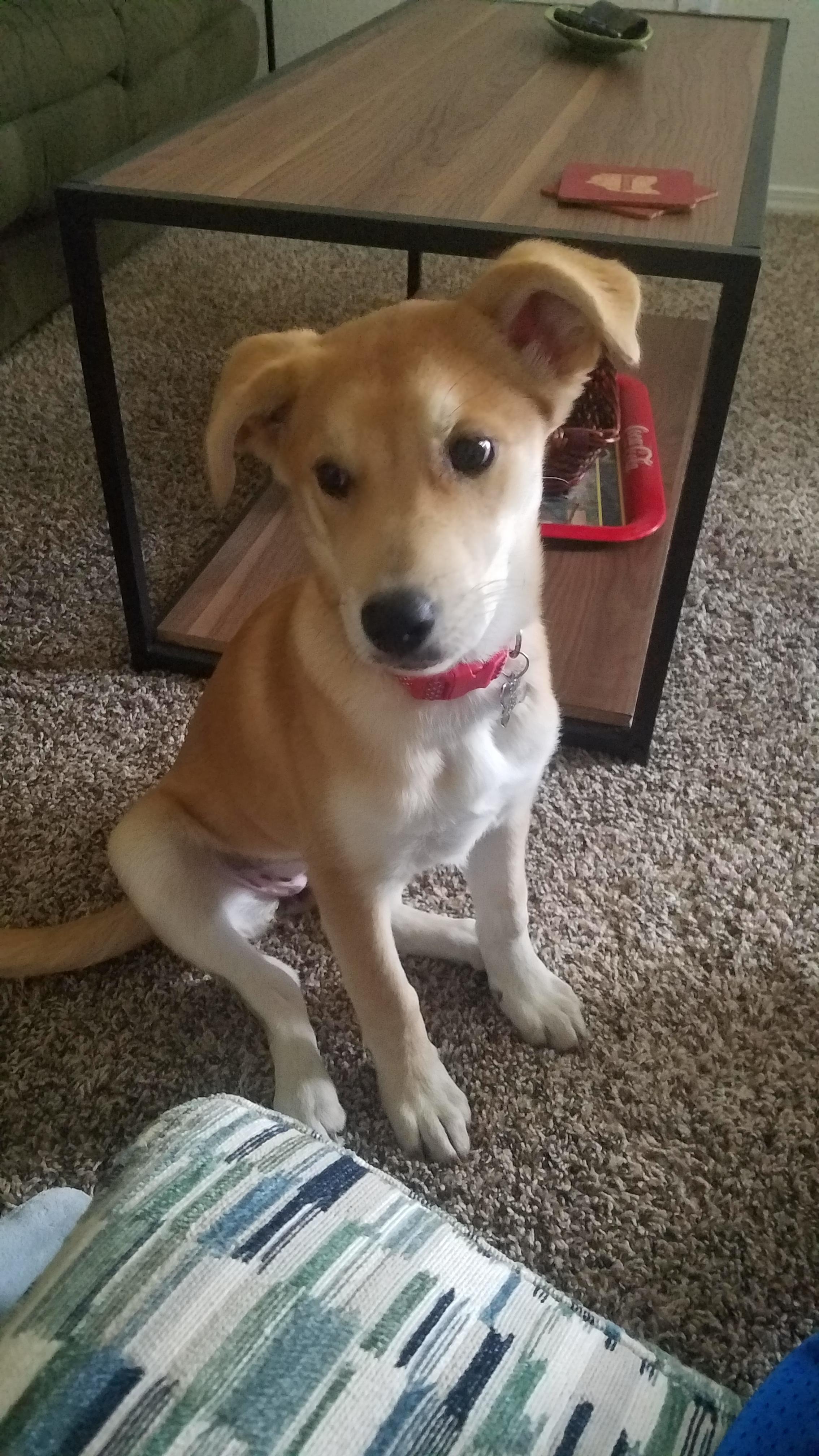 What breed/mix is she? Her adoption papers say she's a Rottweiler husky