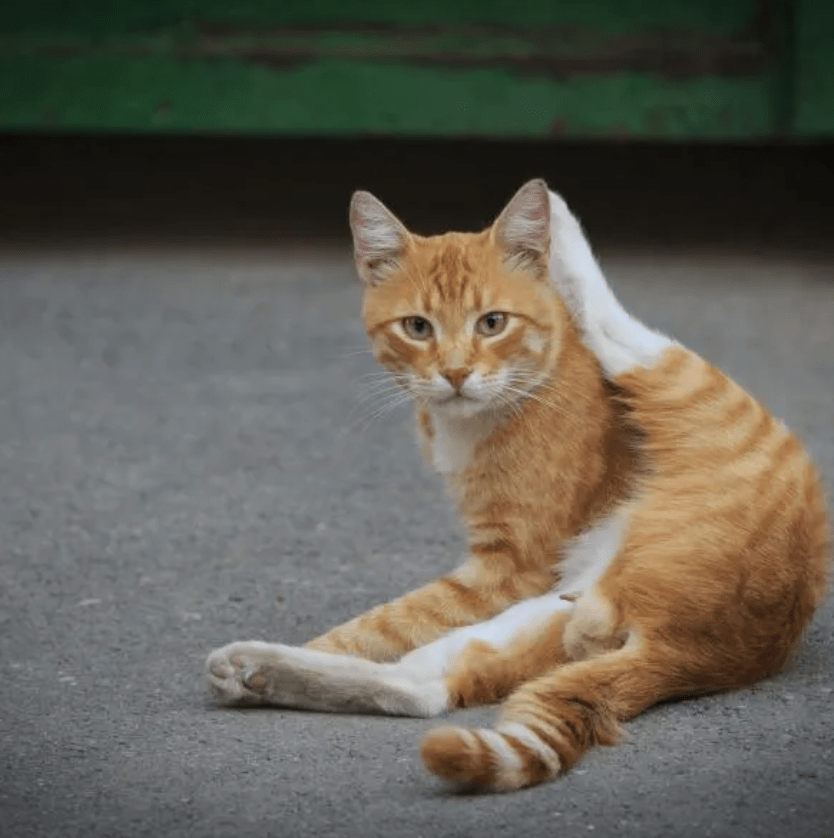 Fully Nude CatWoman (NSFW) : BatmanArkham