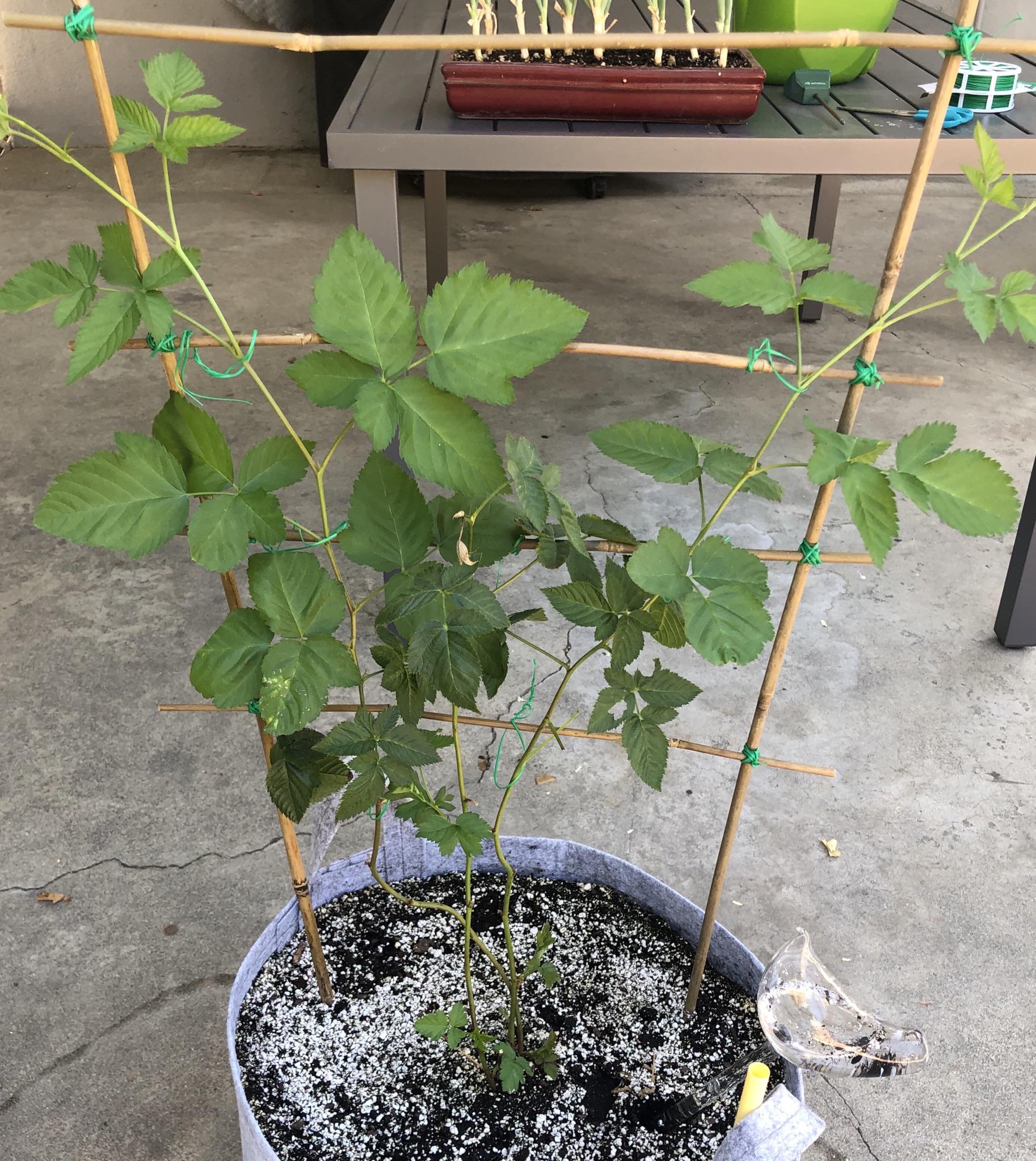 Brainstorming Ideas for my homemade trellis? Plus.. am I suppose to