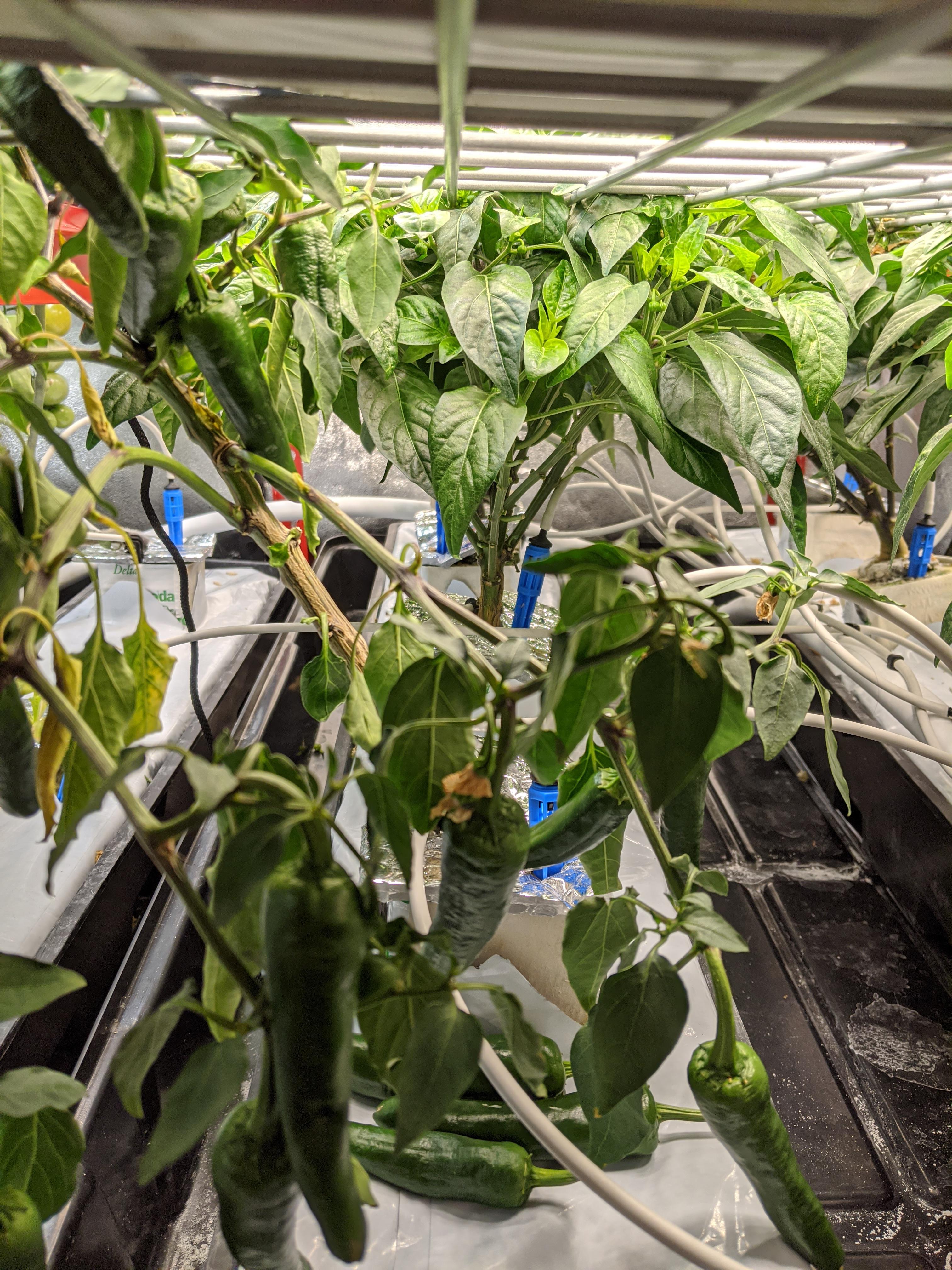 Why is one pepper plant wilting while others are fine? It has some