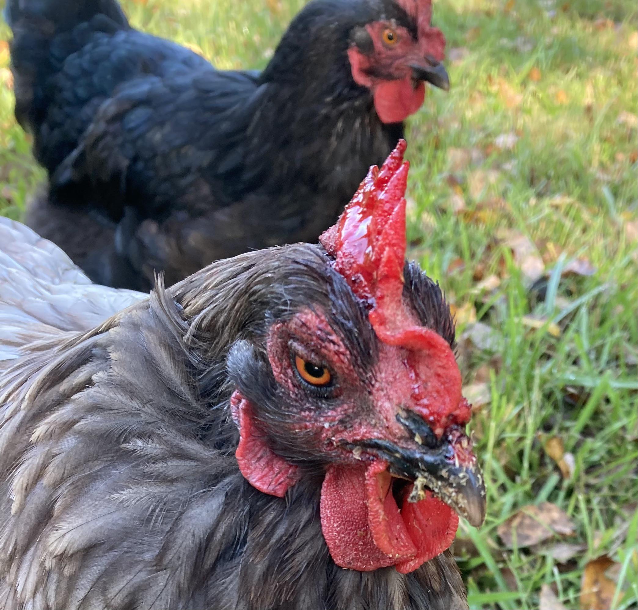 Opossum shut up in coop last night. Chicken got bit, what can I do? r