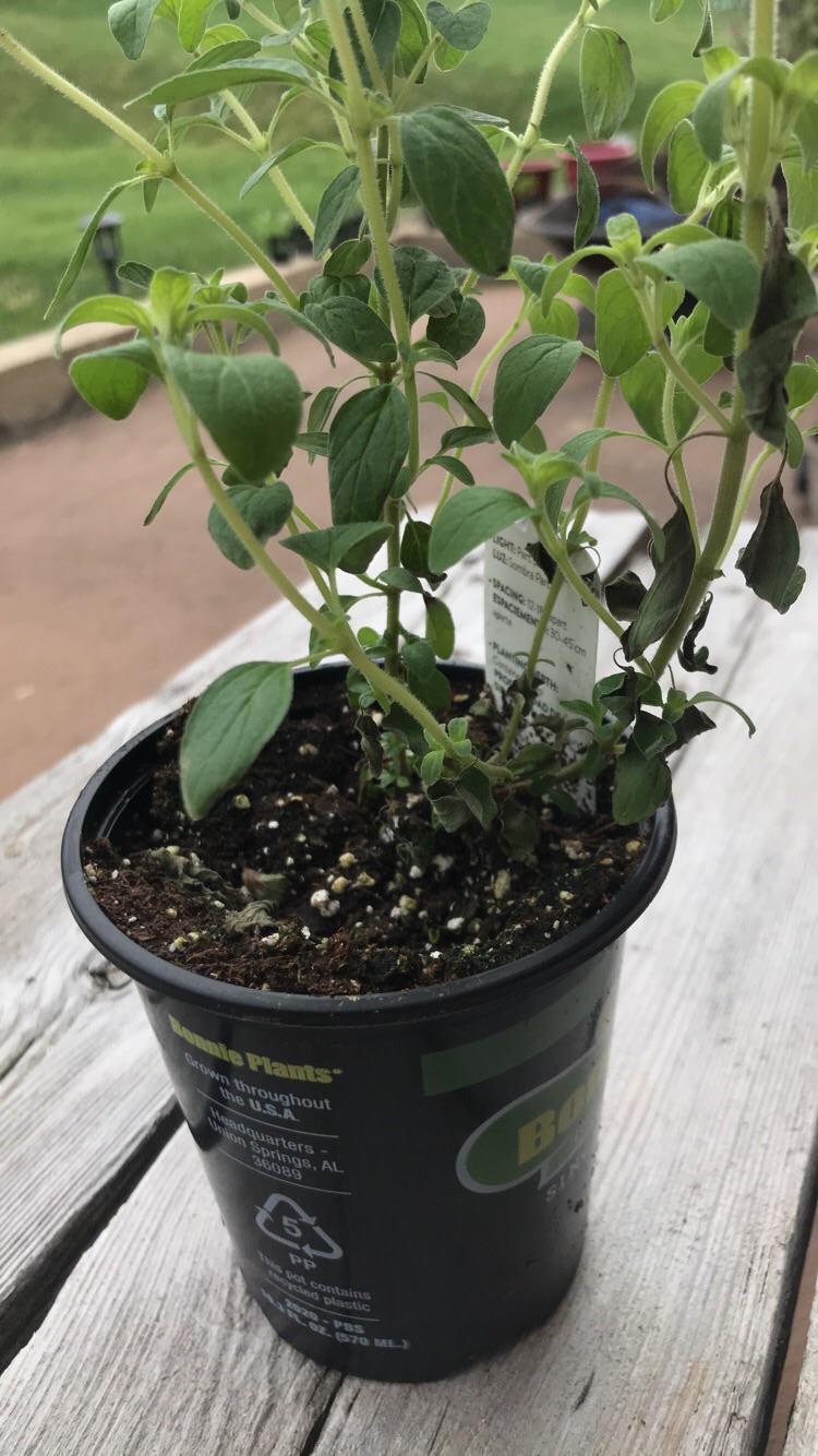 Leaves on the bottom of my oregano plant are wilting? r/gardening
