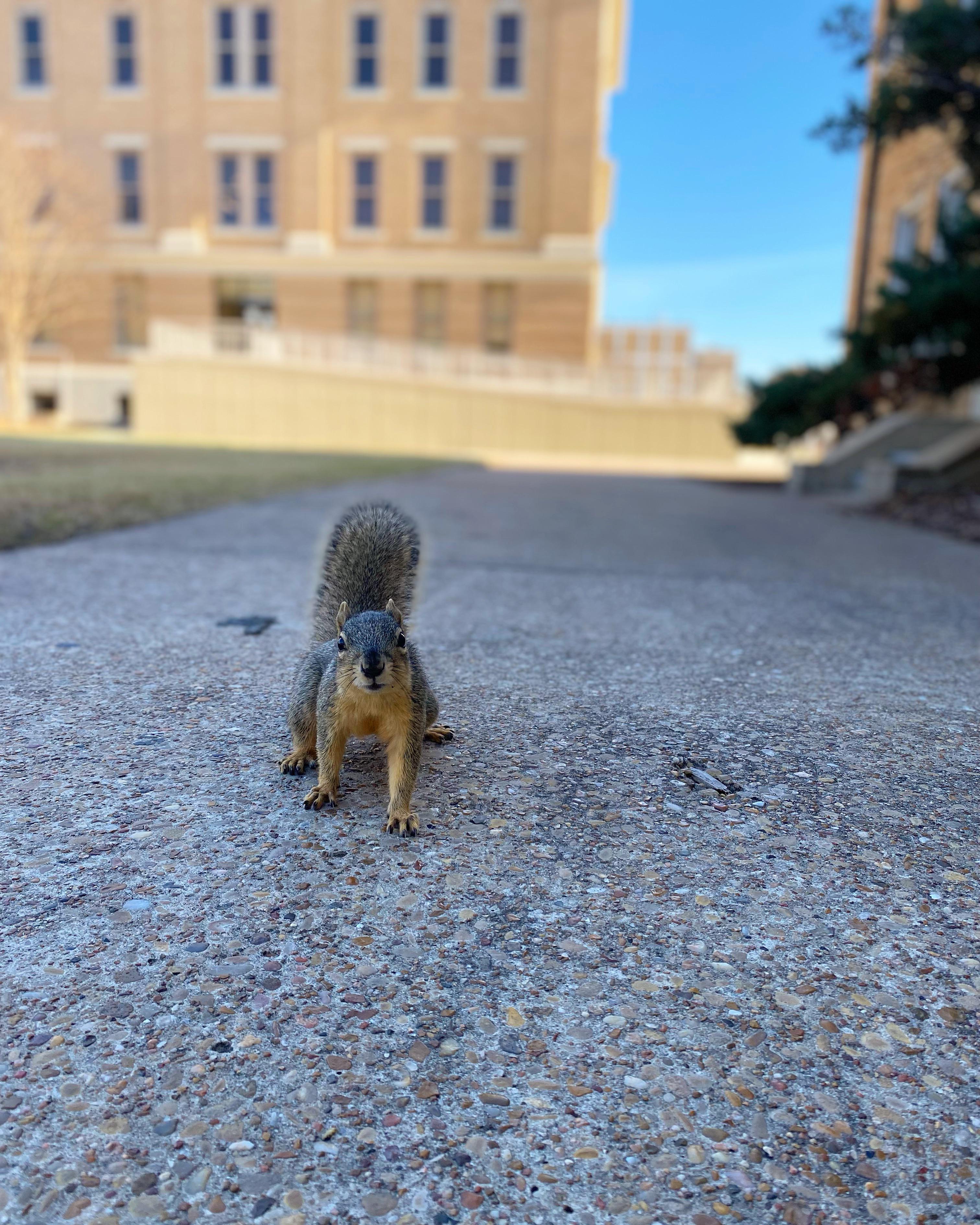 Campus squirrels are honestly some of the most fascinating critters I