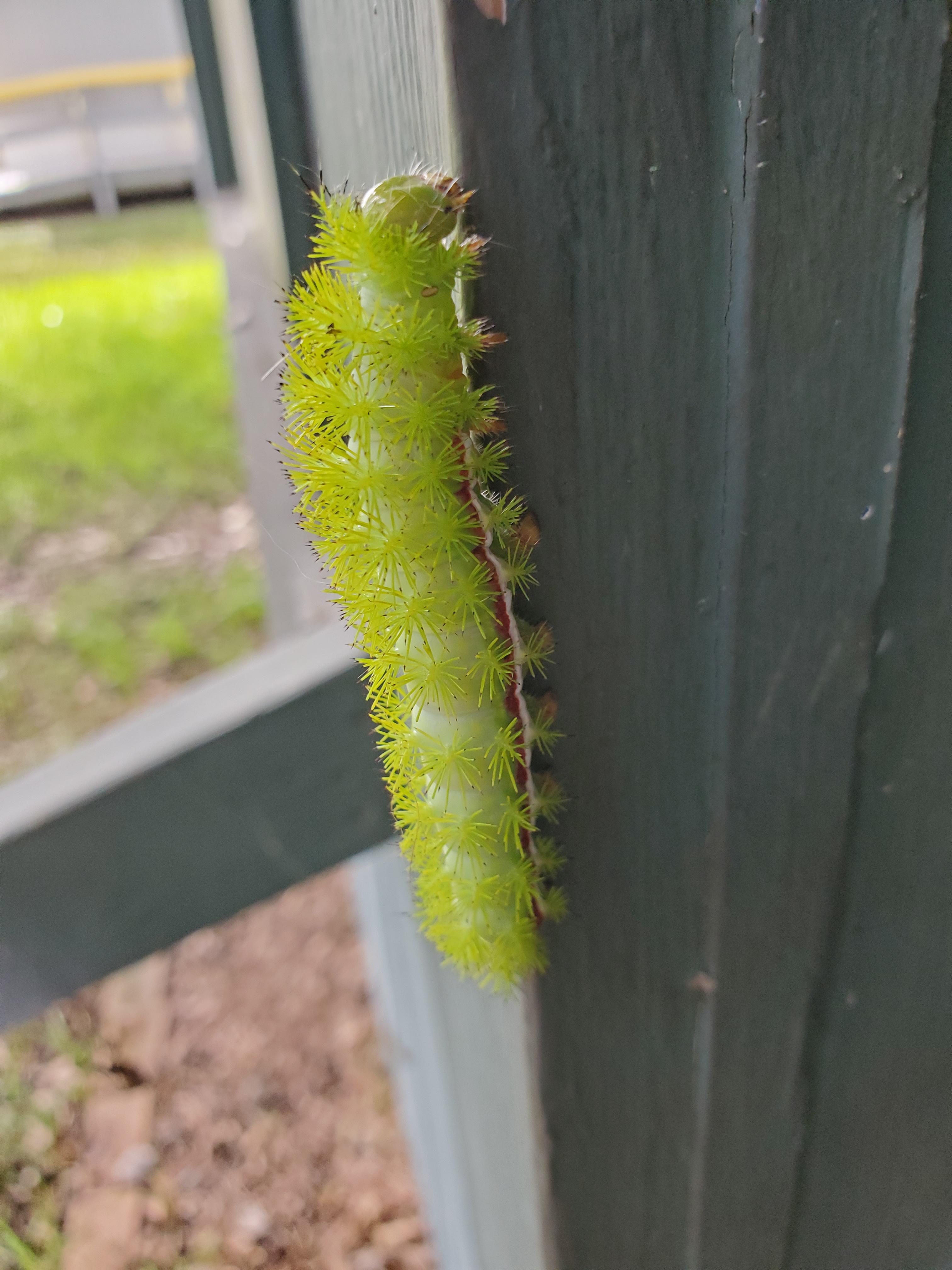 🔥 Found this by my door (SE USA). It's an Io Moth caterpillar, with