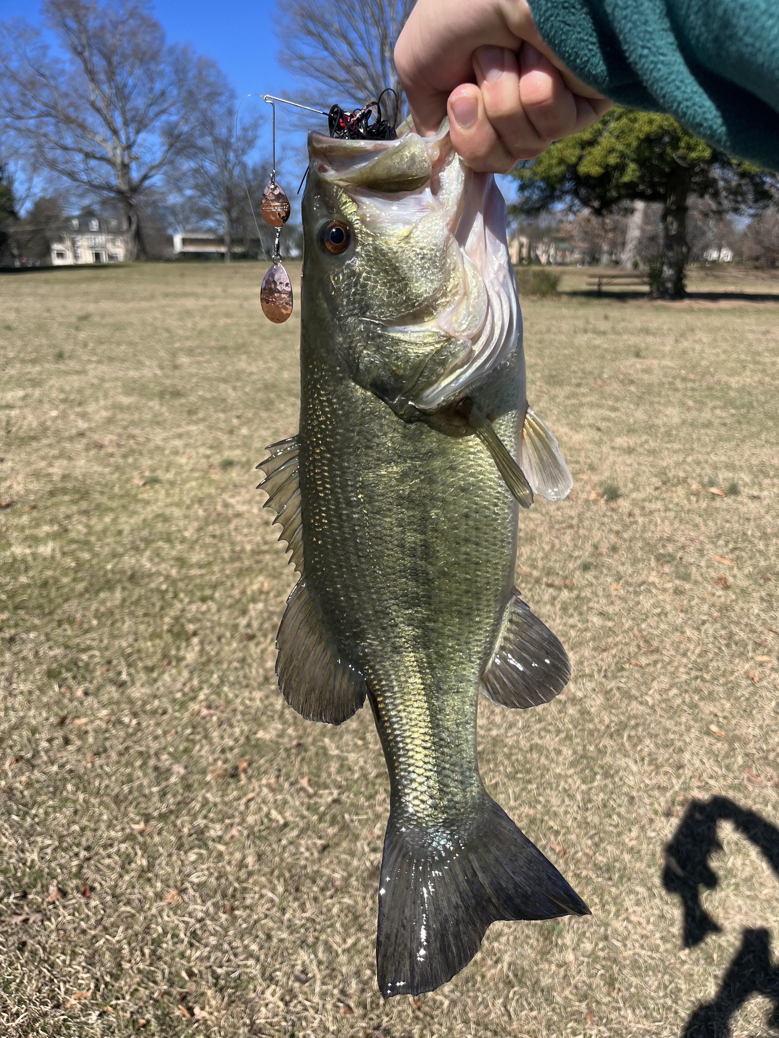 3 pounds 7 ounces out of Shields lake r/FishingRVA