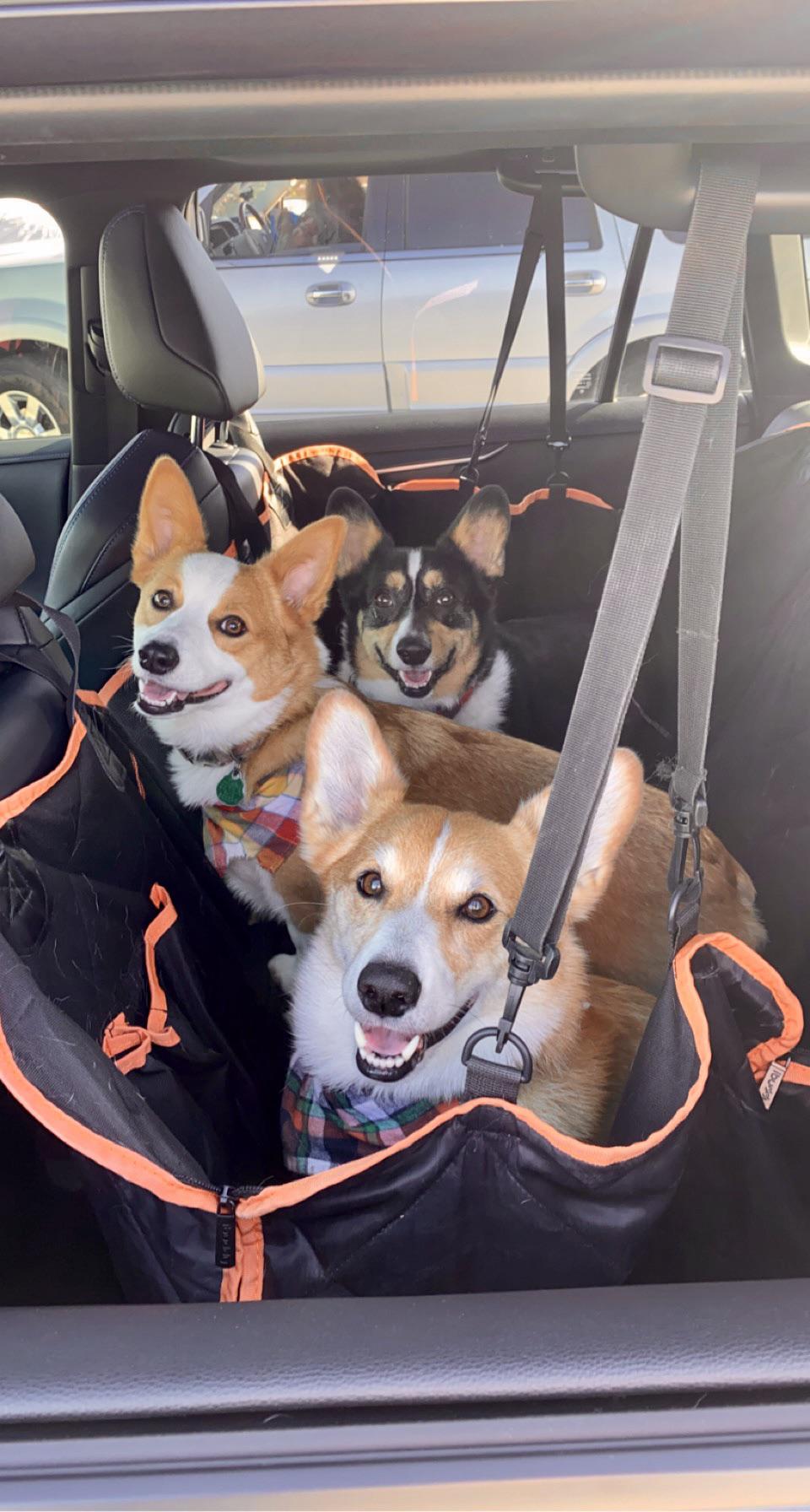 In case anyone is wondering, you can fit three in the back seat