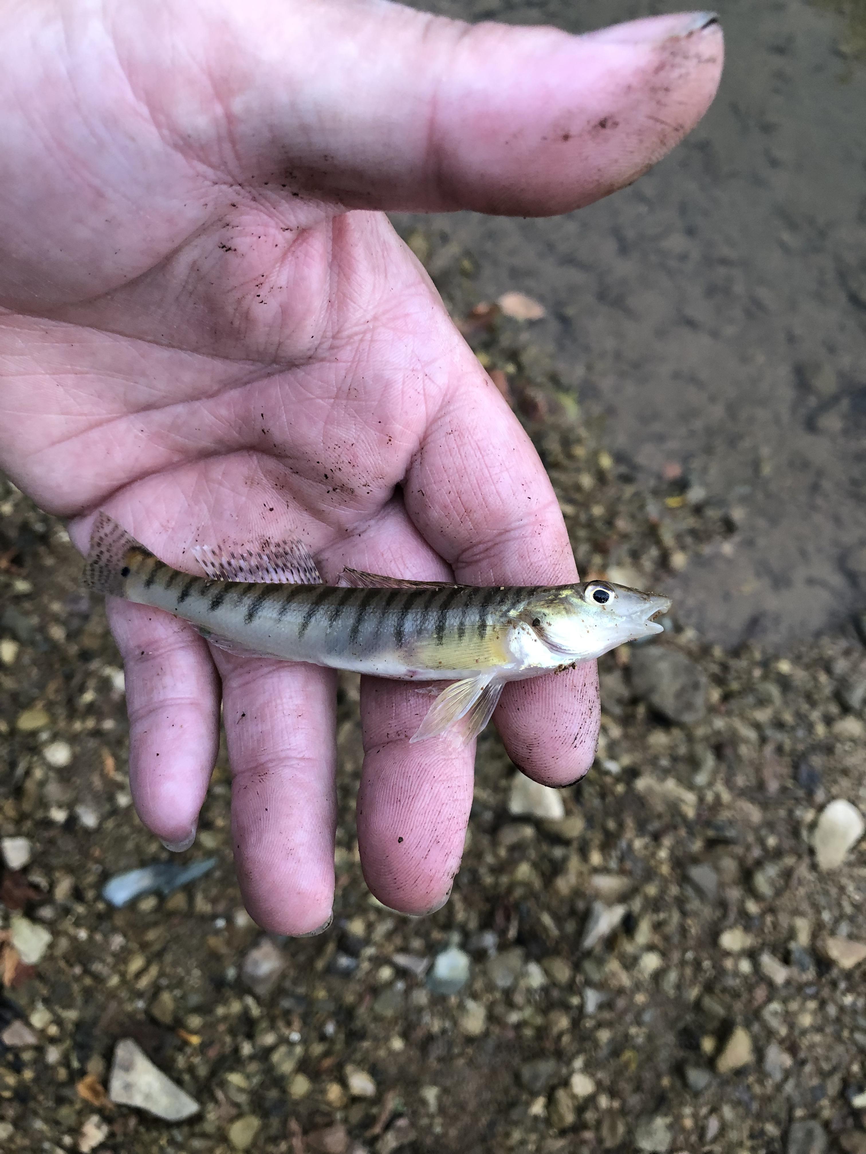 Logperch caught in a creek in central Kentucky r/MicroFishing