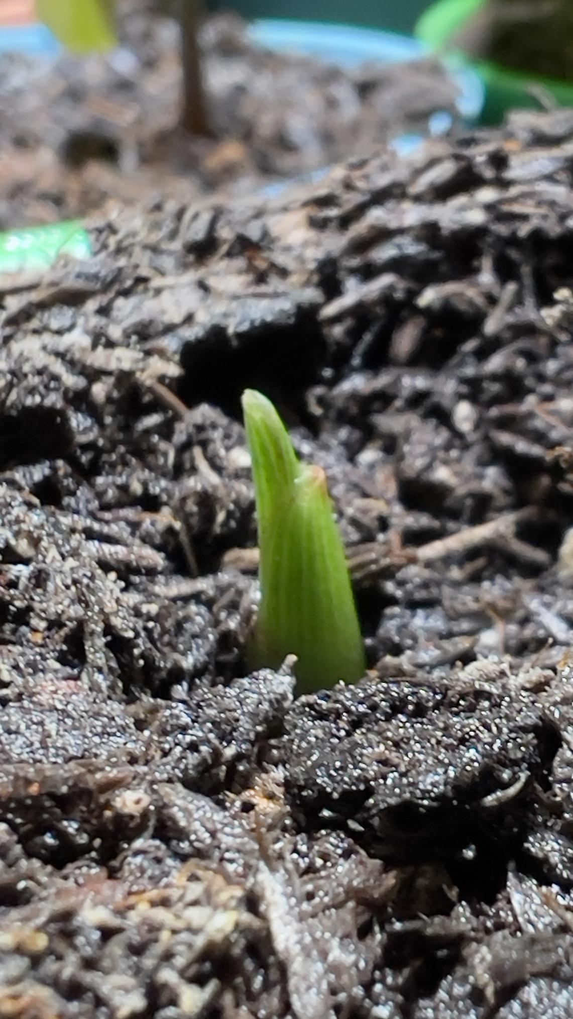Ginger plant from store bought root