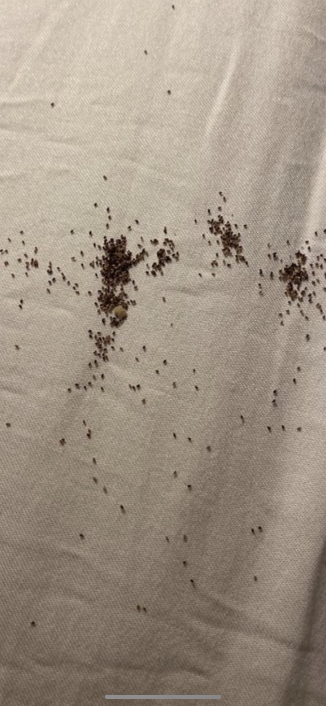 This bug poop was on the beds in my friends hotel room. Is this termite