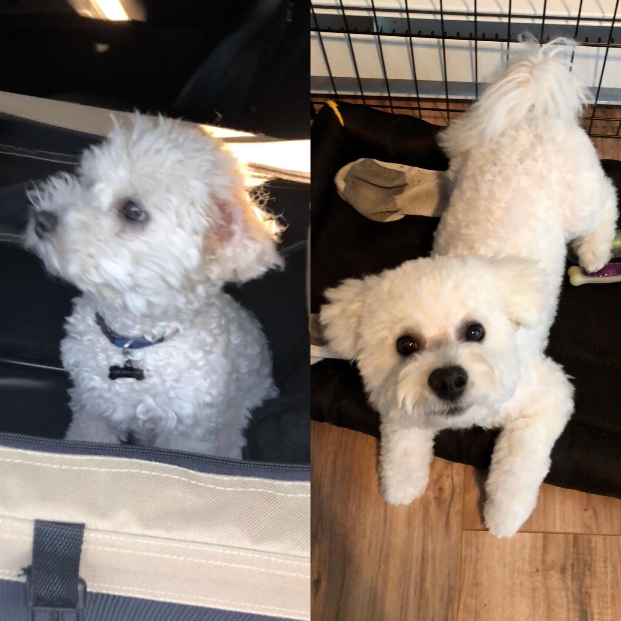 Anyone else keep their Bichon’s hair short? Here’s a before and after