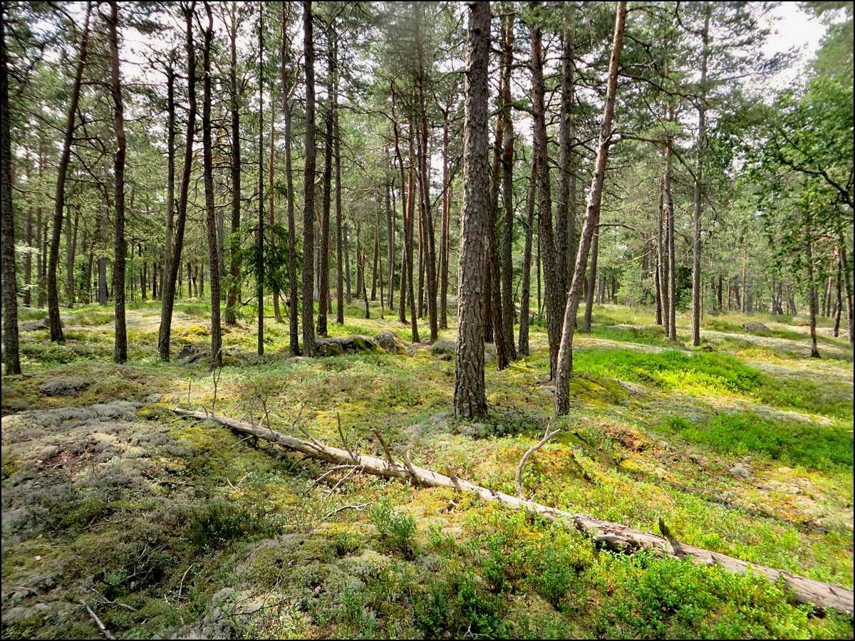 September in a Swedish forest (Stockholm) [OC][1200x900] r/EarthPorn