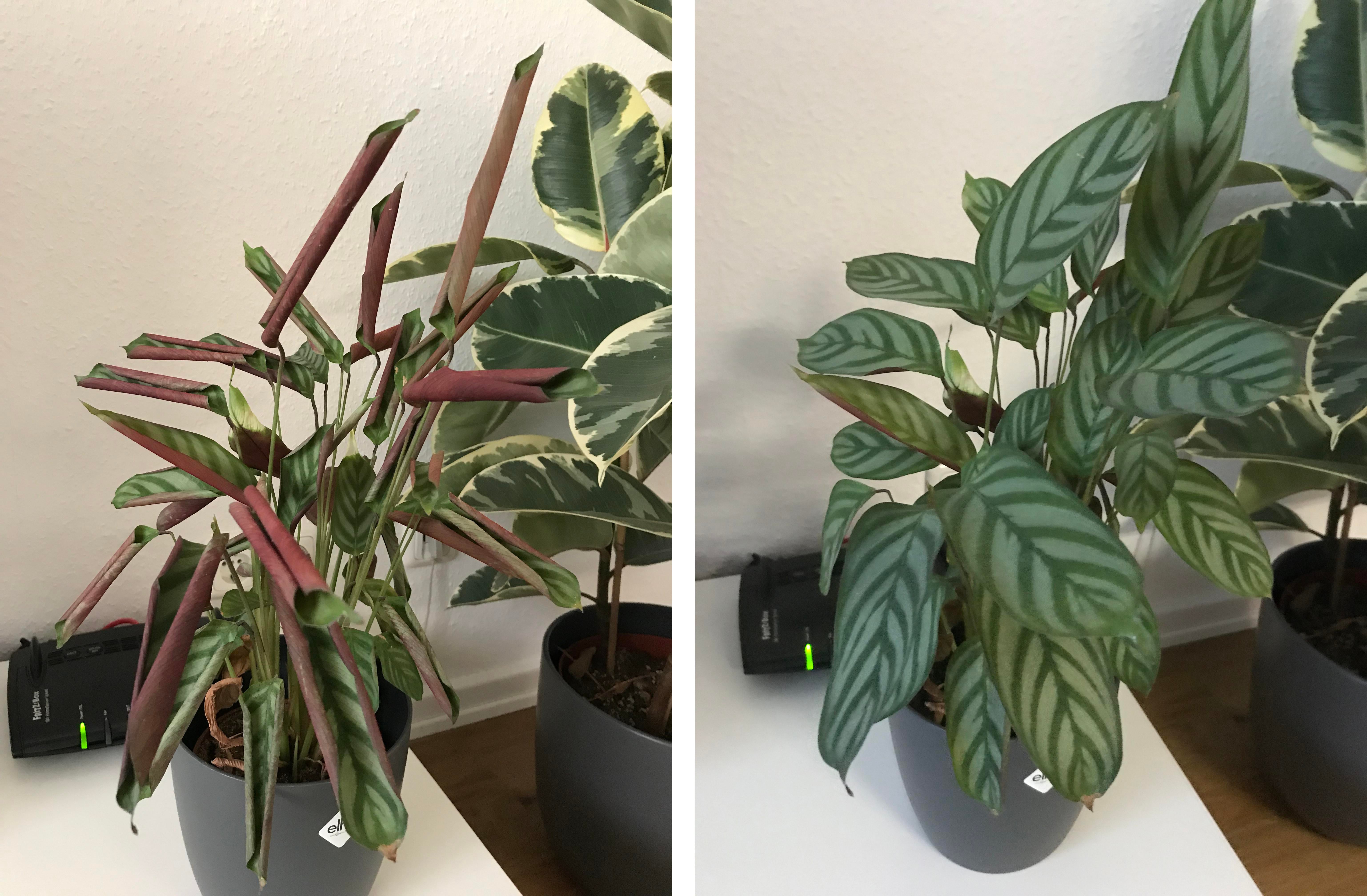 This plant just 5 minutes after watering... r/pics