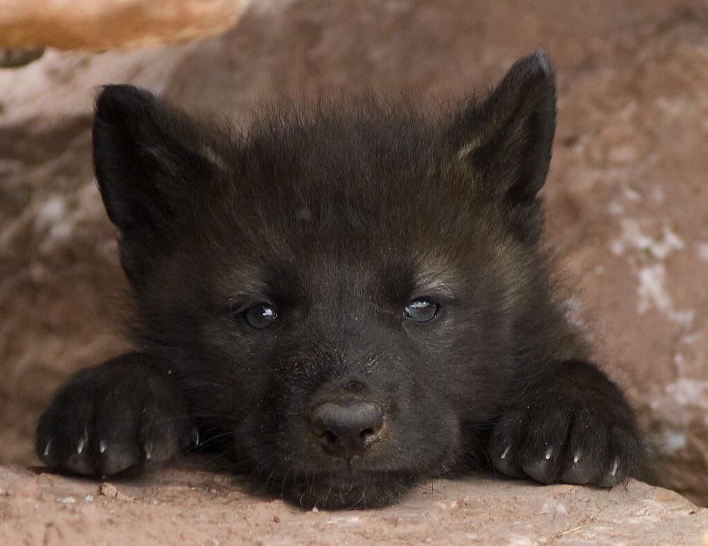 Floofy Little Wolf Cub r/hardcoreaww