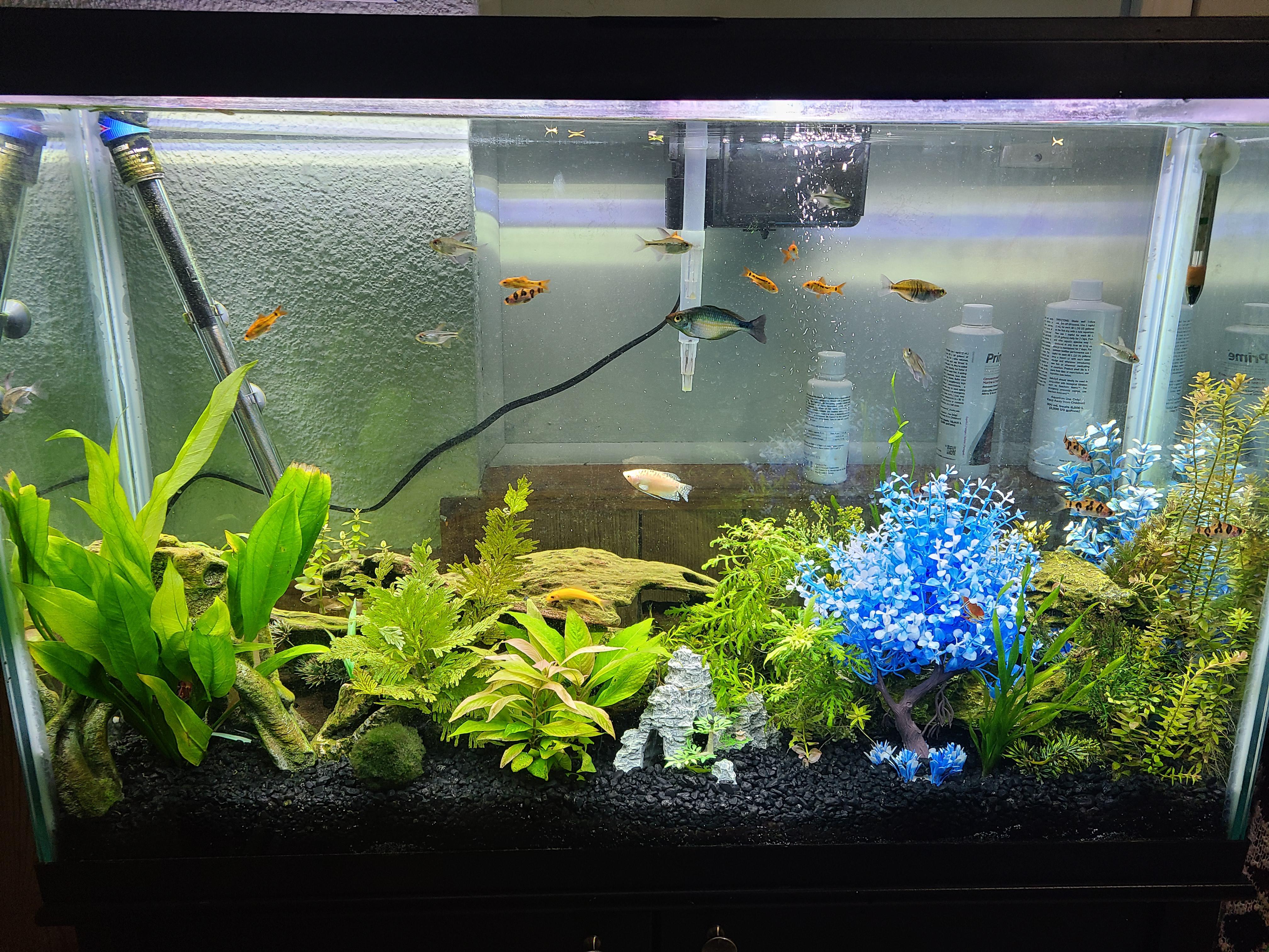 My first real aquarium! r/Aquariums