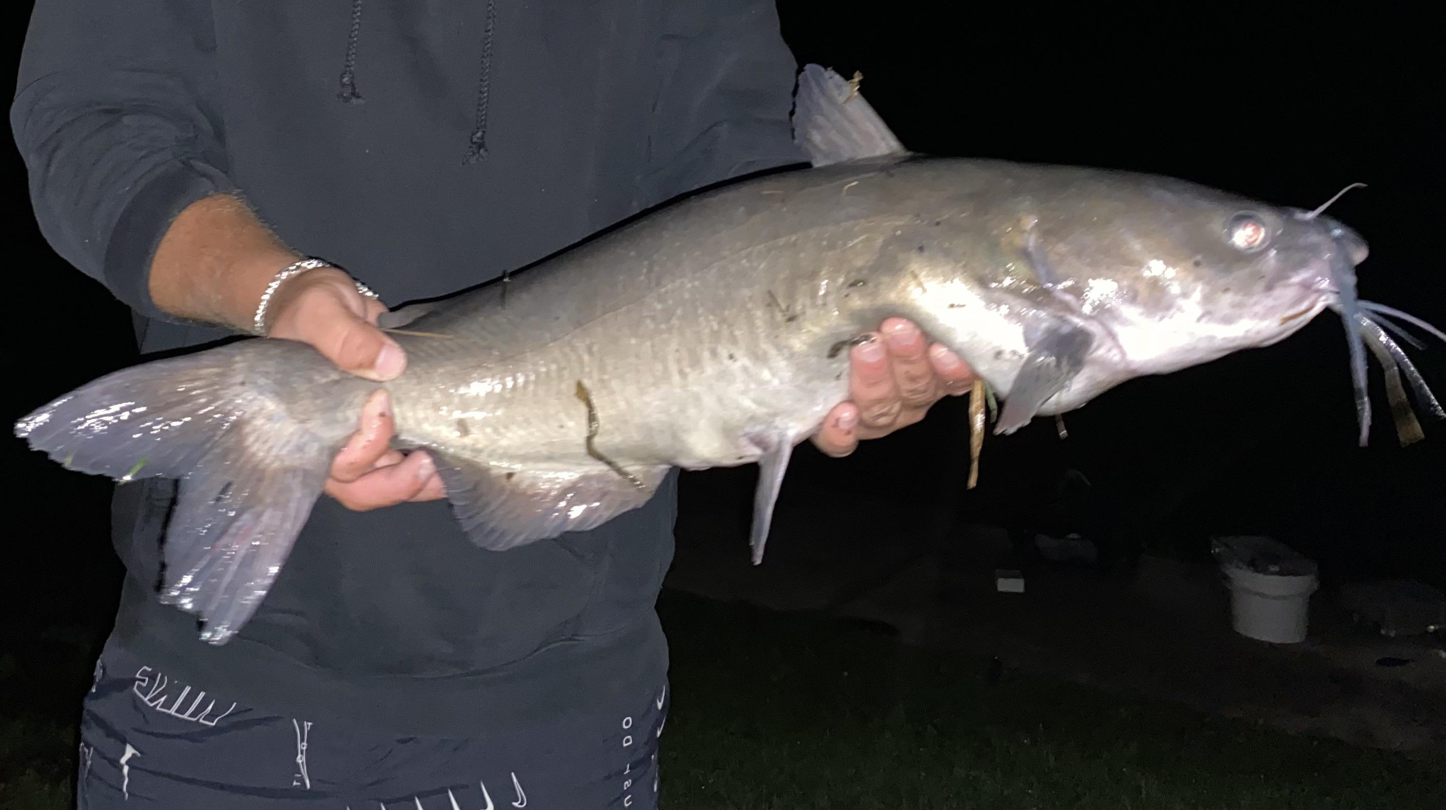 What type of catfish is this? r/Fishing