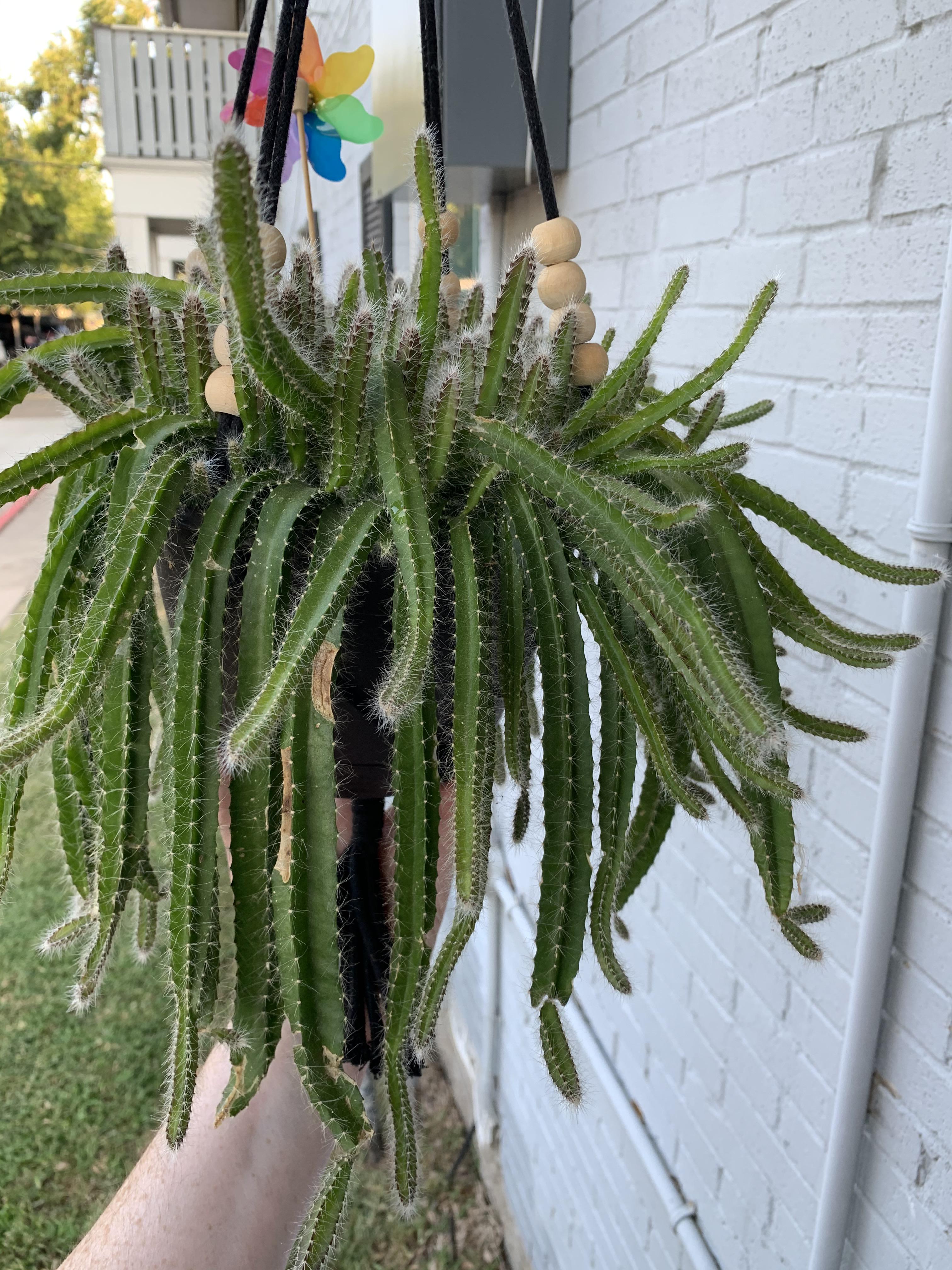 Can y’all confirm this is a dog tail cactus. I found it a few months