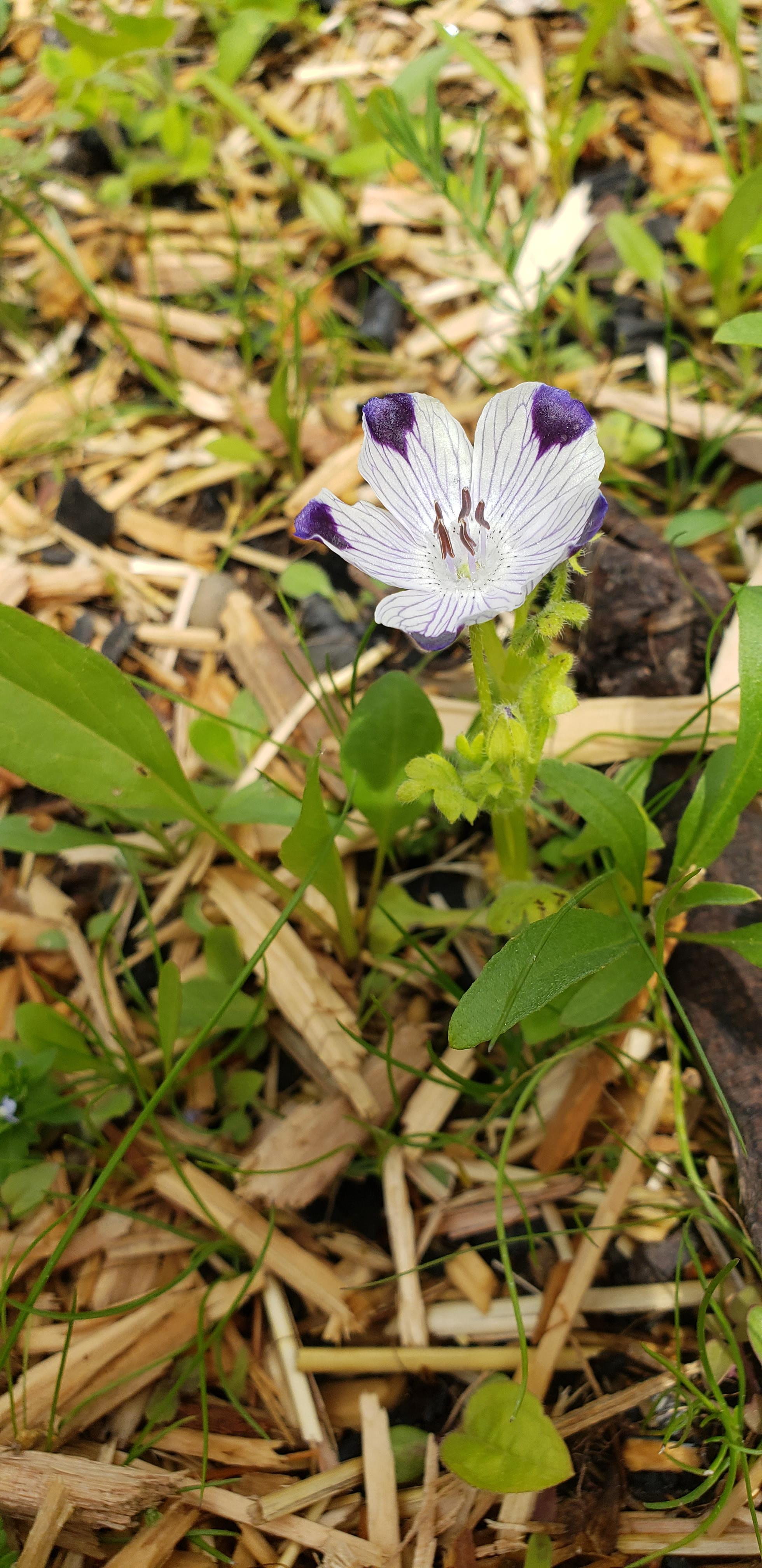 Zone 4. First wildflower bloom of the year, but what is it? r