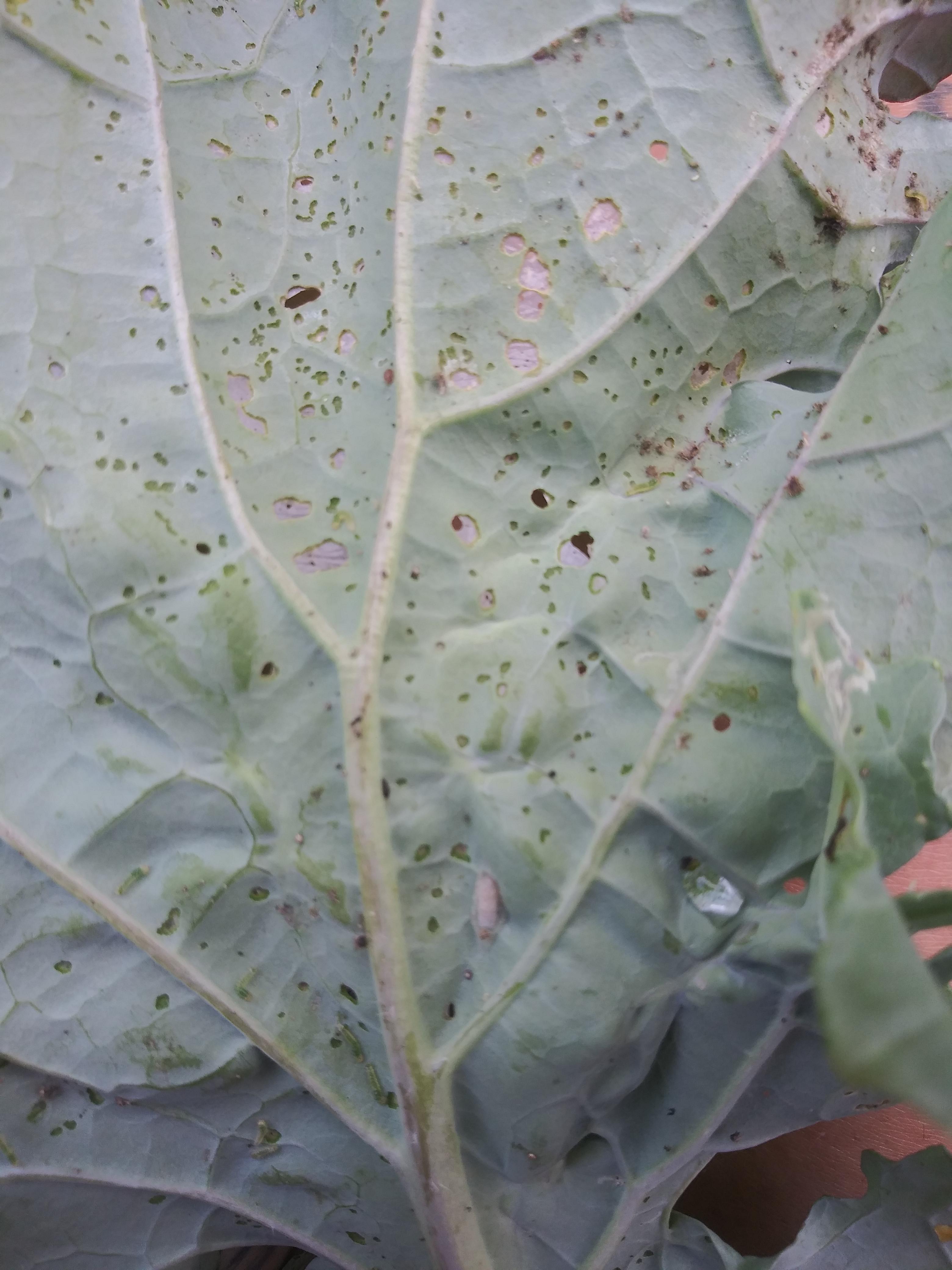 Can someone please tell me what's eating my kale and how to get rid of